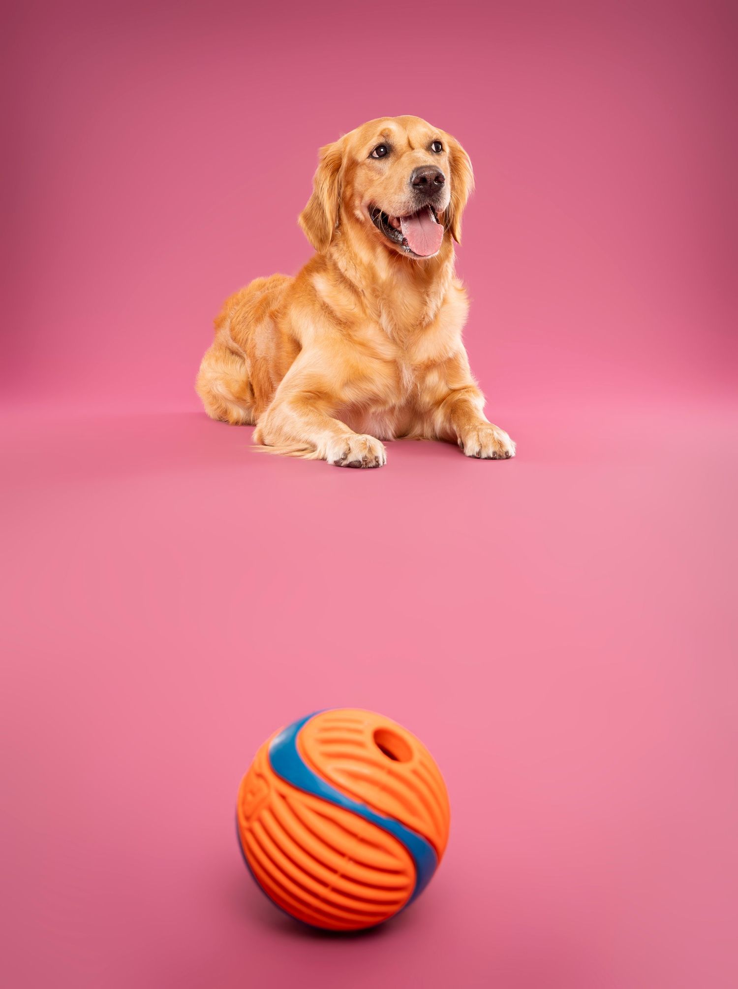 Happy Golden Retriever lying down with orange and blue ball toy on pink background.