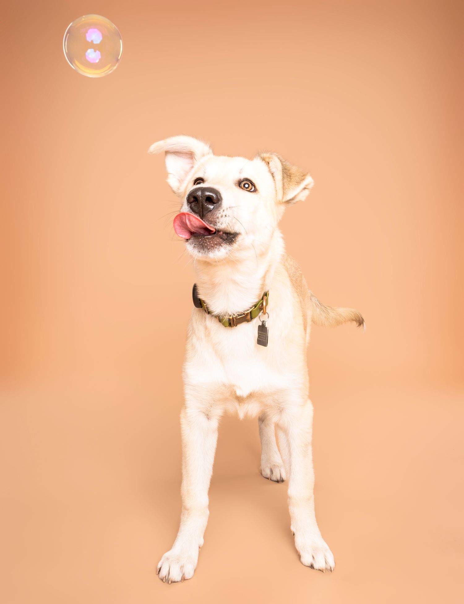 dog with tongue out gazing at floating soap bubble on beige background - professional dog photography in London, Ontario | Paws Photos