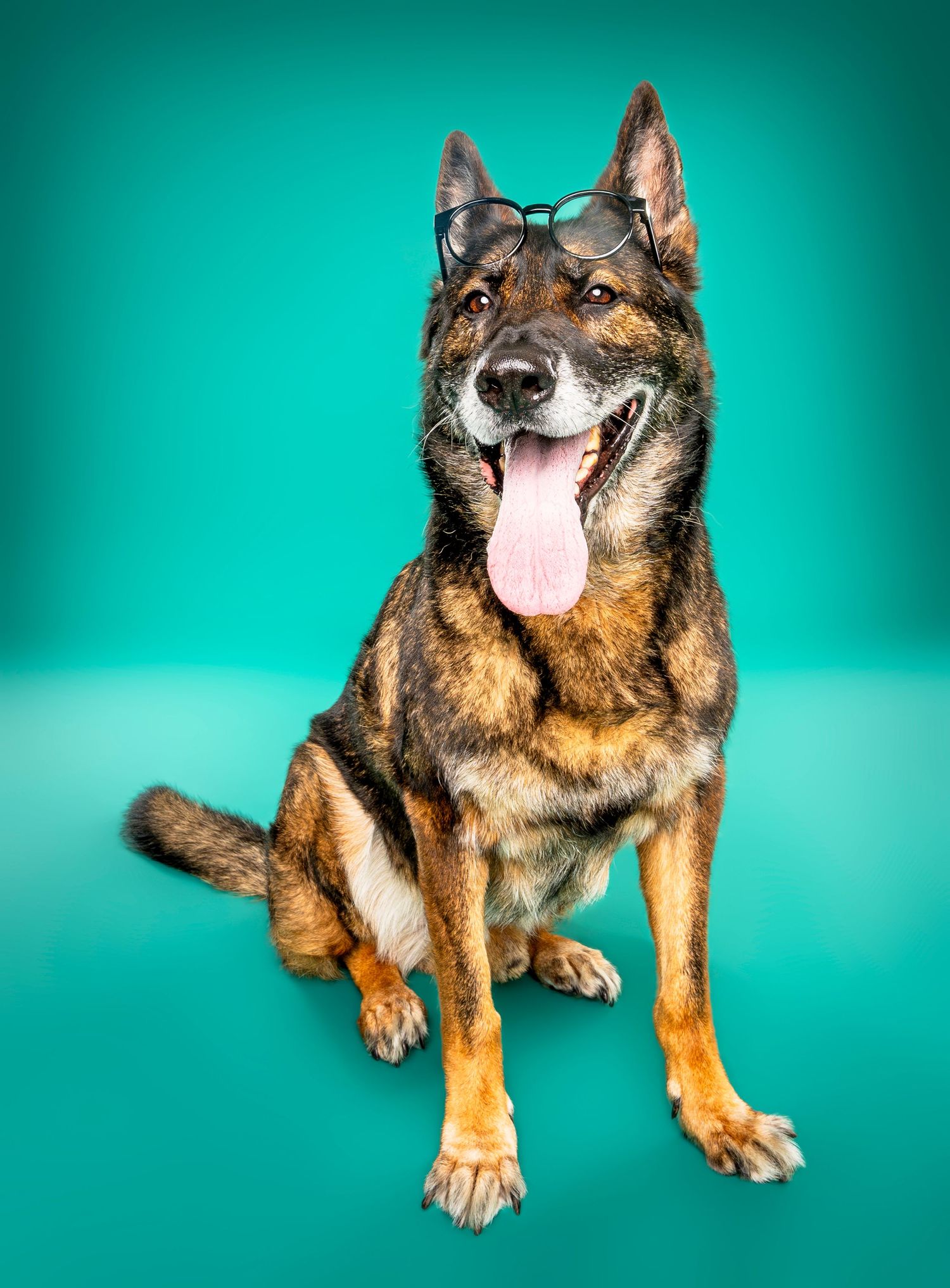 Smart German Shepherd mix dog wearing glasses sitting with tongue out on teal background.