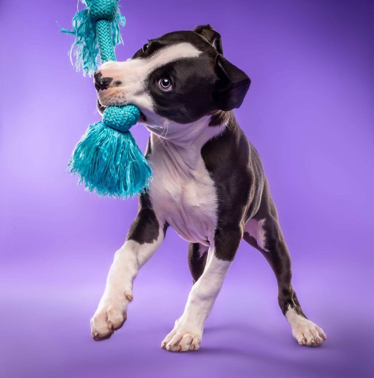 Playful black and white puppy tugs on a teal toy on a purple background - professional dog photography in London, Ontario | Paws Photos