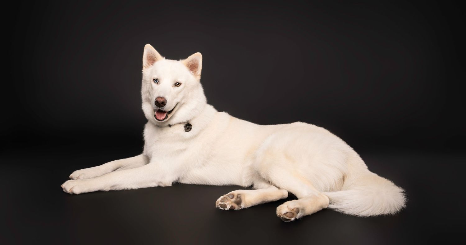 White husky lies relaxed with tongue out on a black studio background - professional dog photography in London, Ontario | Paws Photos
