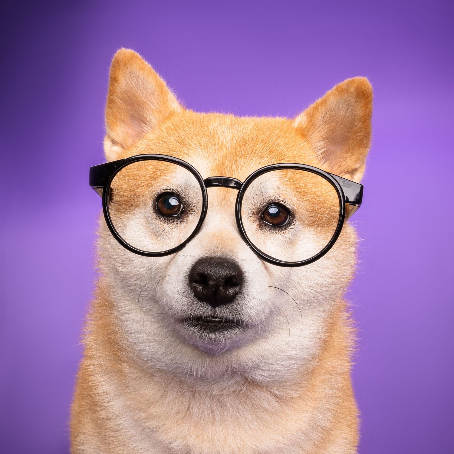 Shiba Inu wearing round black glasses against a purple studio background - professional dog portrait in London, Ontario | Paws Photos