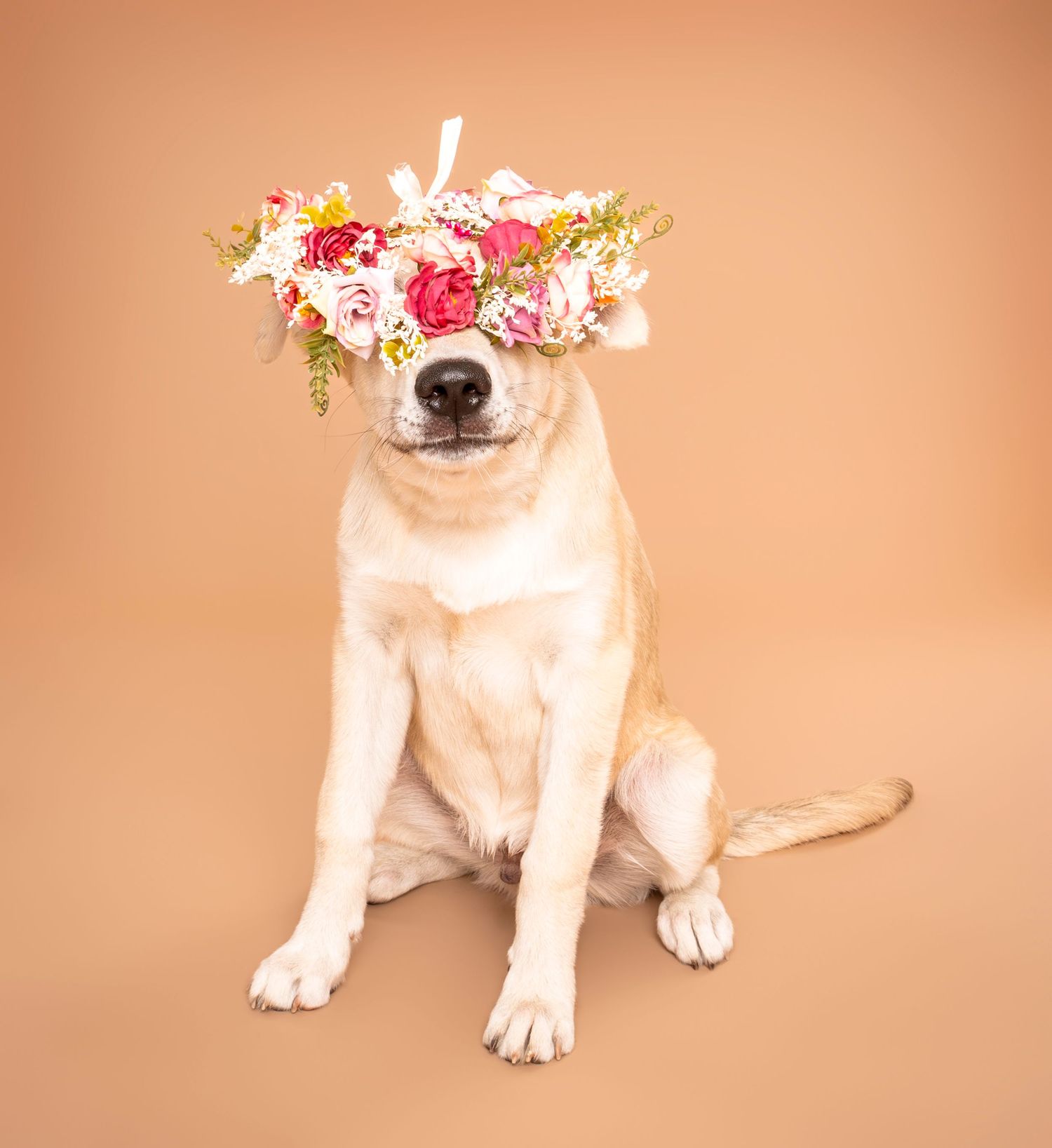 Serene cream dog sitting with colorful floral crown covering eyes on warm beige background.