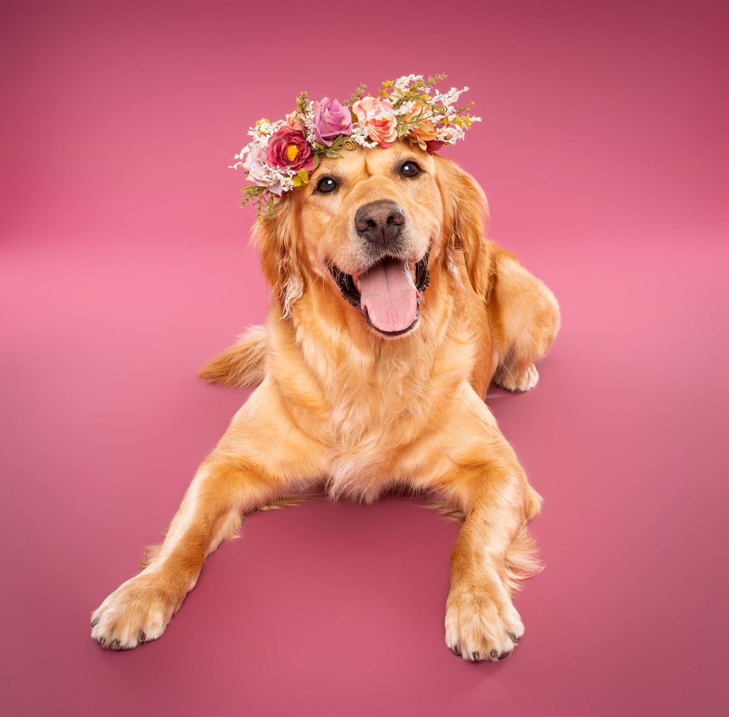 Golden Retriever wearing floral crown lying down happily on pink studio background.