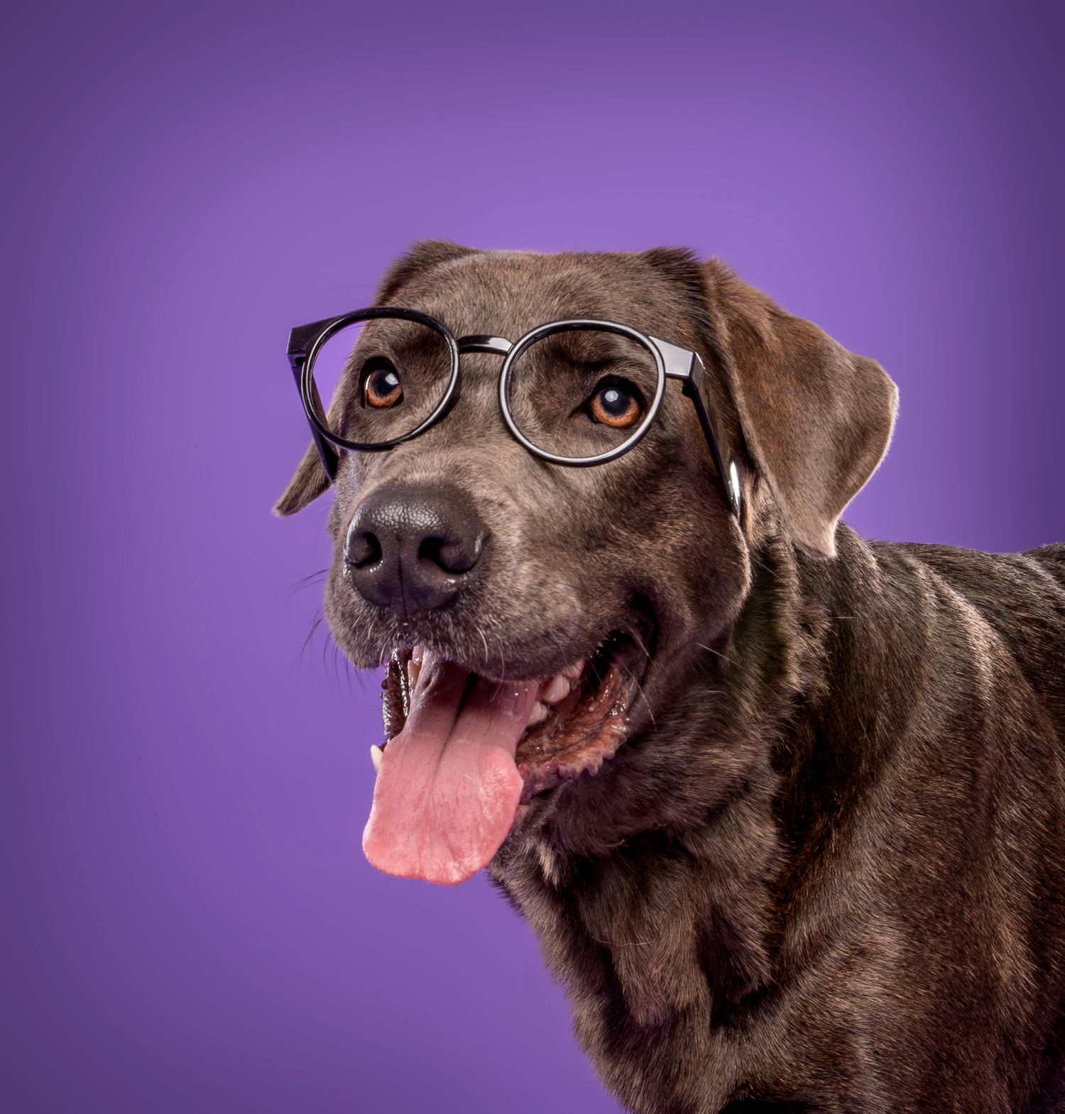 Chocolate Labrador wearing round glasses with mouth open and tongue out against purple background.