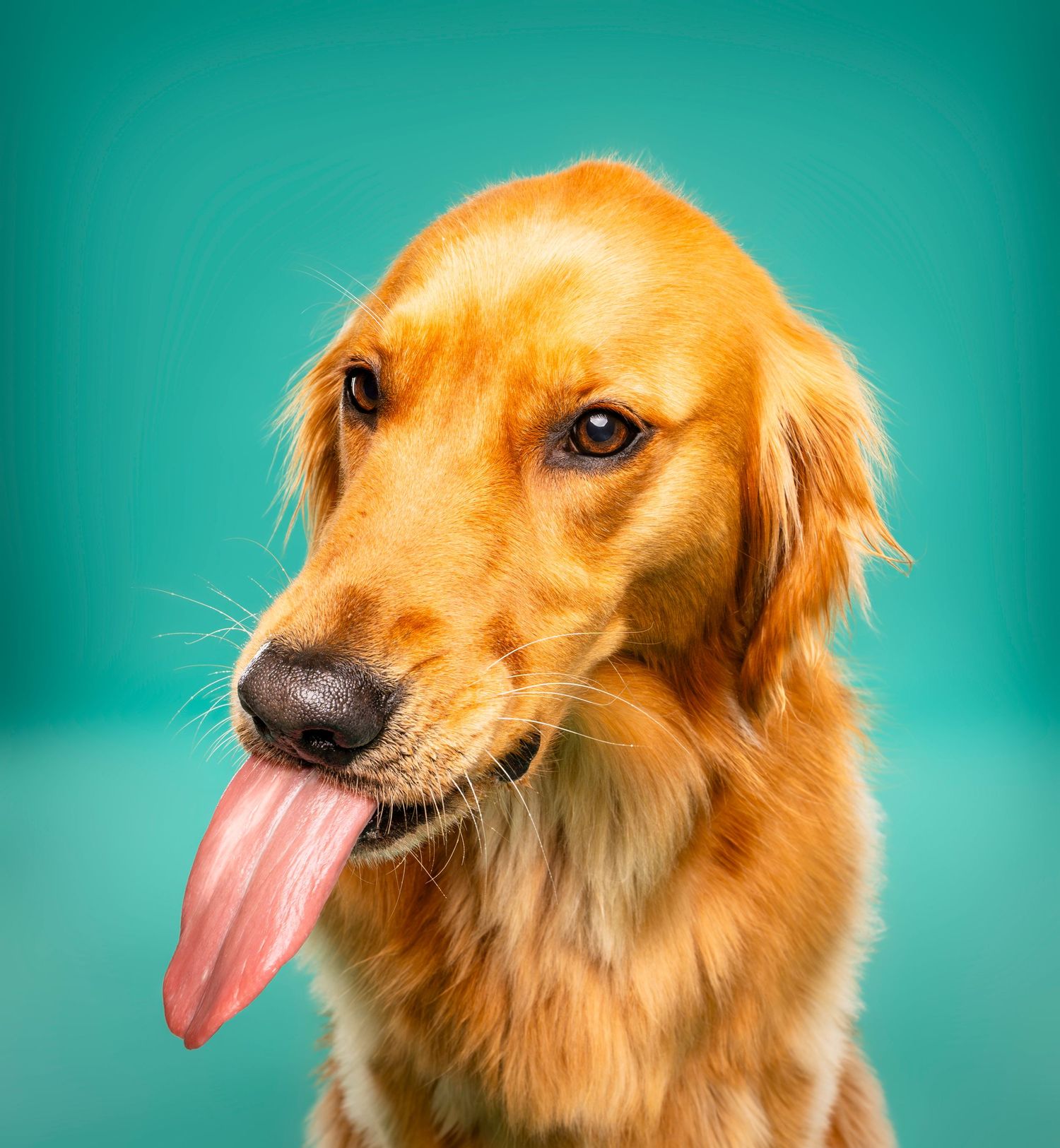 Close-up of Golden Retriever with tongue out on teal background, expressive eyes, studio pet photo.