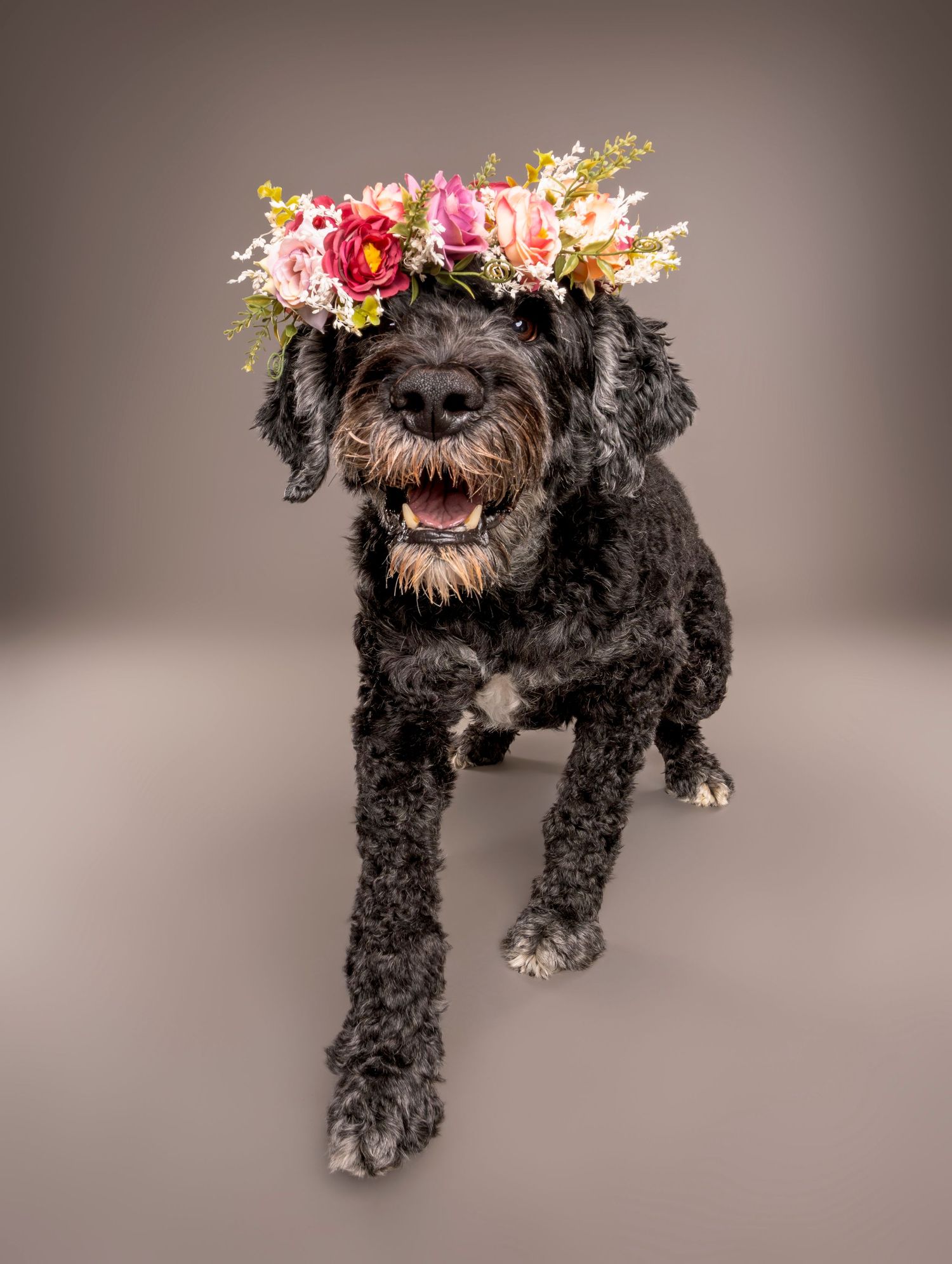 Black doodle dog wearing a vibrant floral crown poses happily on a gray studio background.