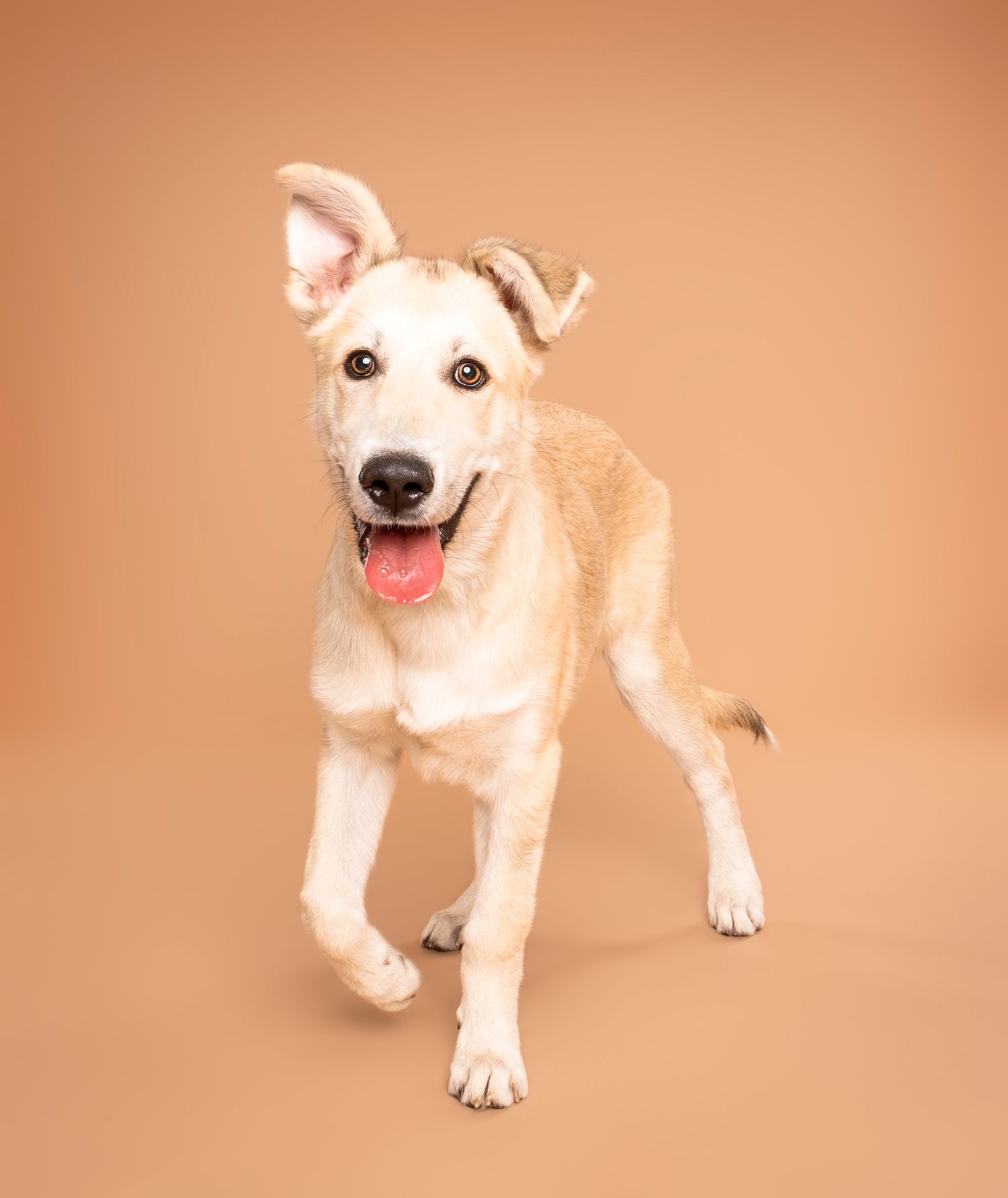 Cream puppy running with tongue out on beige studio background - professional dog photography in London, Ontario | Paws Photos