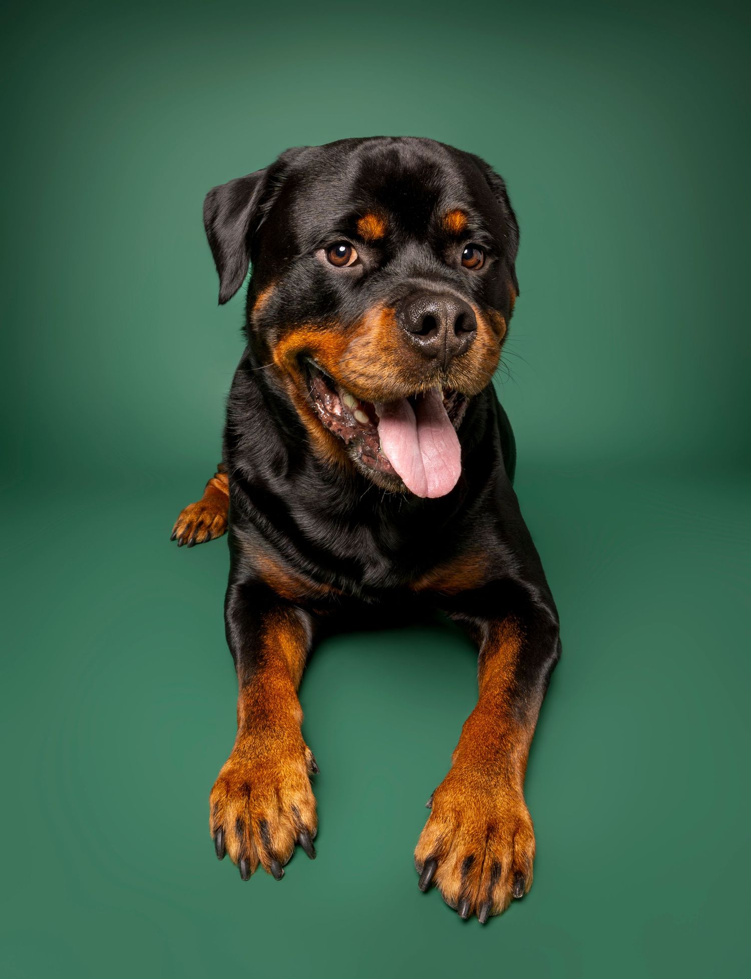 A happy Rottweiler dog lying down with tongue out against a green studio background.