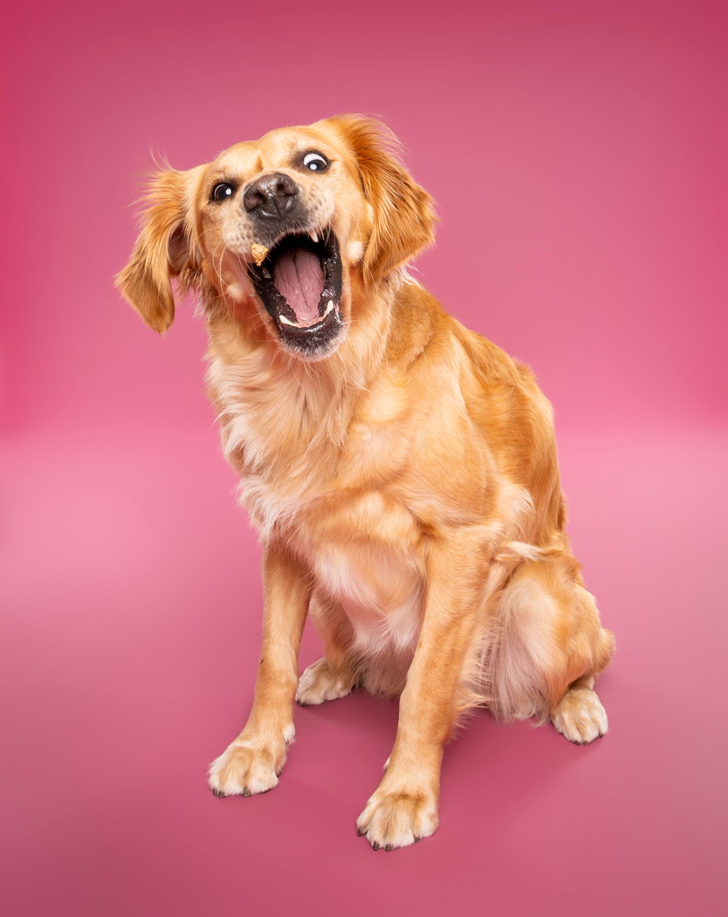 A happy golden retriever dog sitting against a pink background with mouth open and tongue visible.