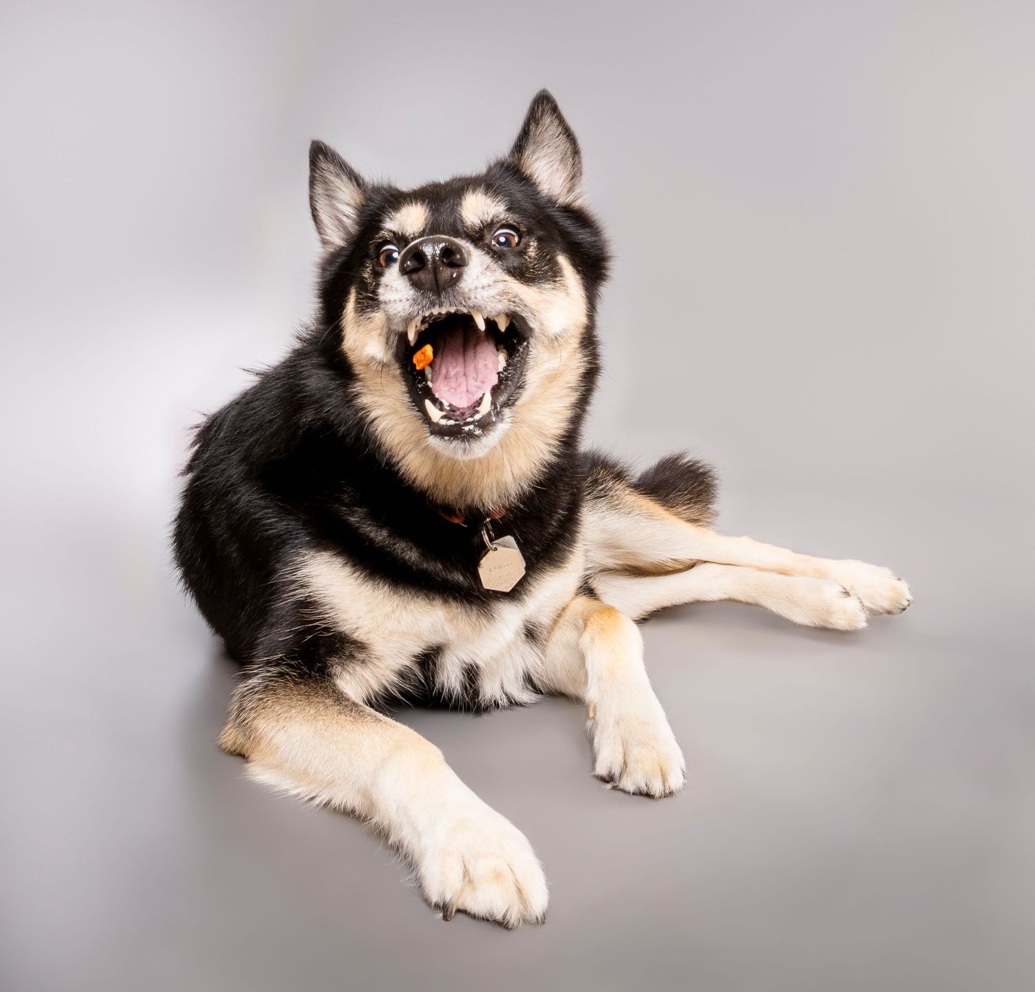 A black and tan Husky mix dog lying down with mouth wide open on a gray background - studio dog photography in London, Ontario | Paws Photos