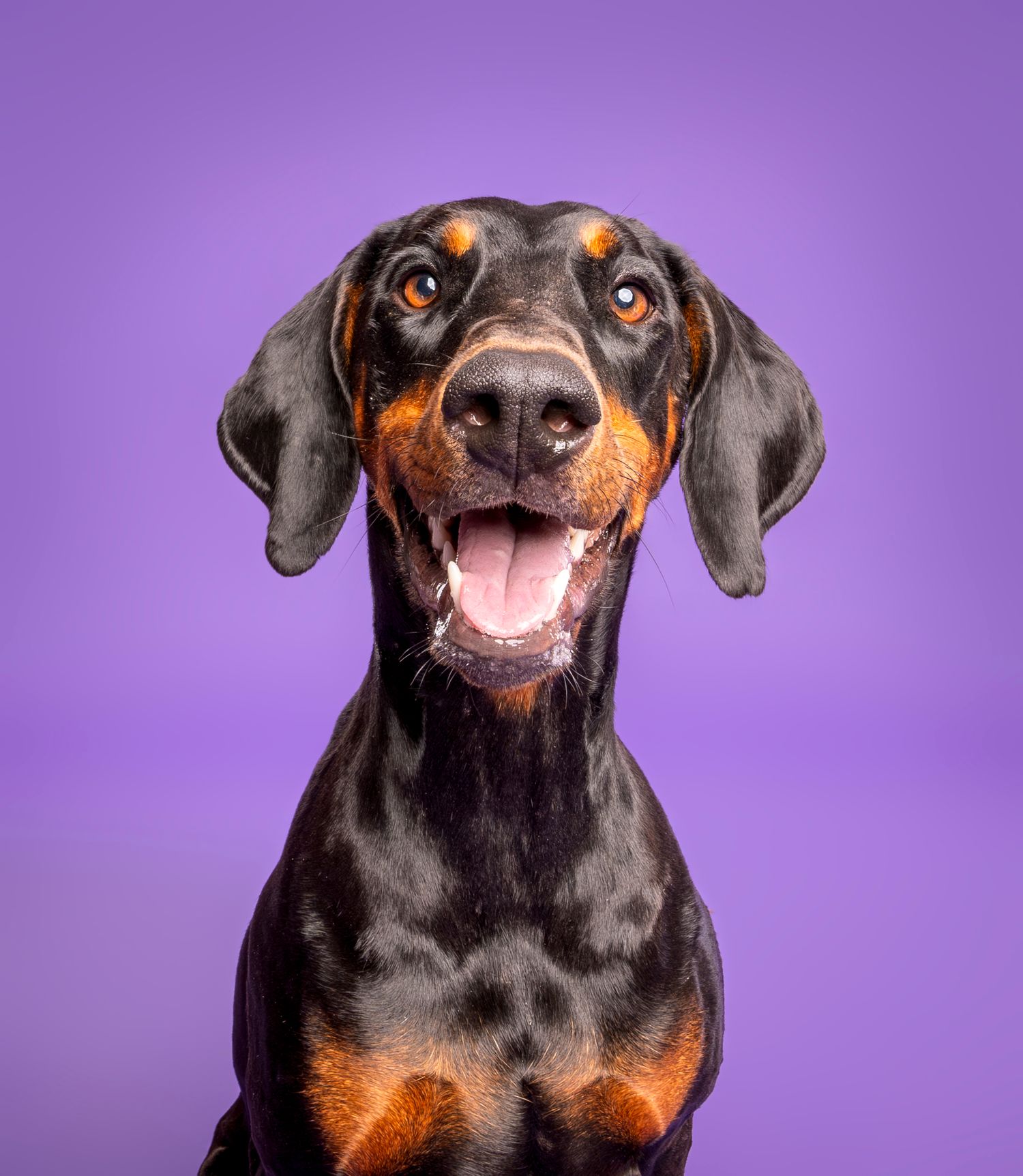 Close-up portrait of a happy Doberman Pinscher with mouth open smiling on purple background.