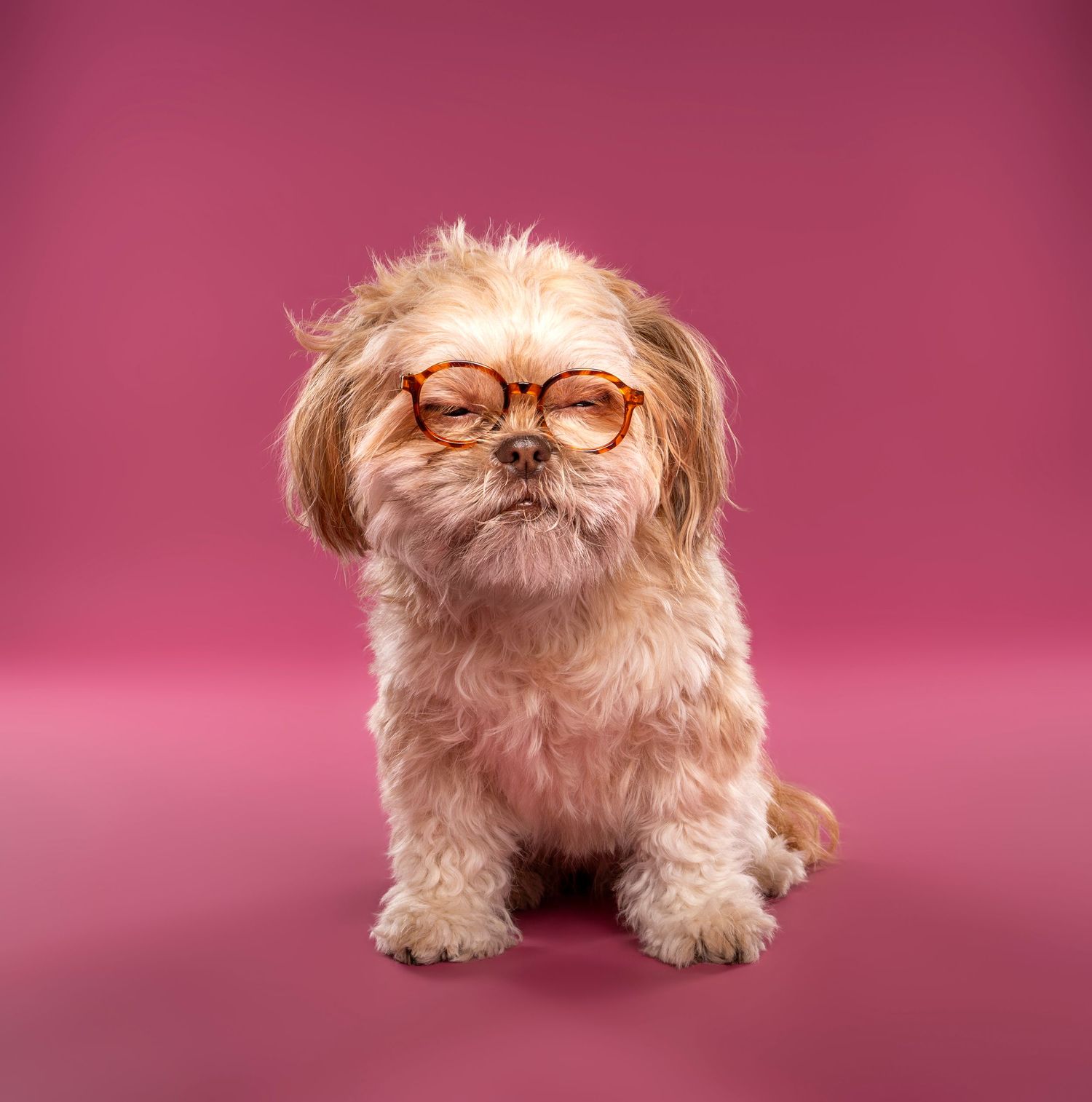 Fluffy Shih Tzu dog wearing round tortoiseshell glasses sitting against a pink background.