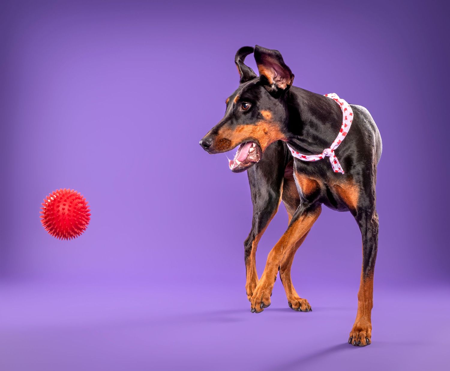 A Doberman Pinscher wearing a pink harness plays with a red spiky ball on purple background.