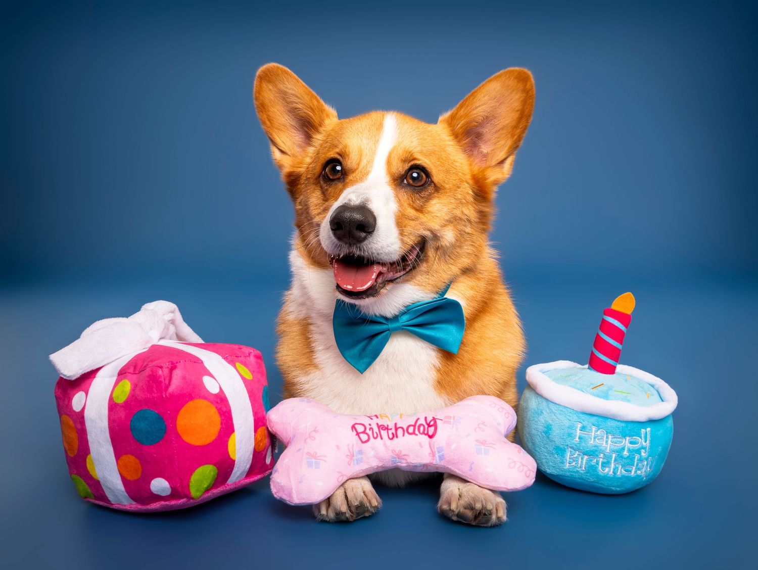 Corgi dog with blue bow tie surrounded by colorful birthday plush toys on blue background.