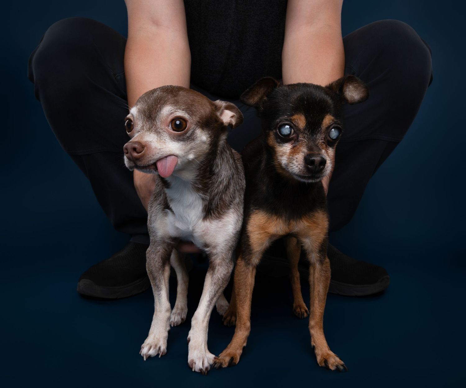 Two small Chihuahua dogs sitting between a person's legs against a dark blue background.