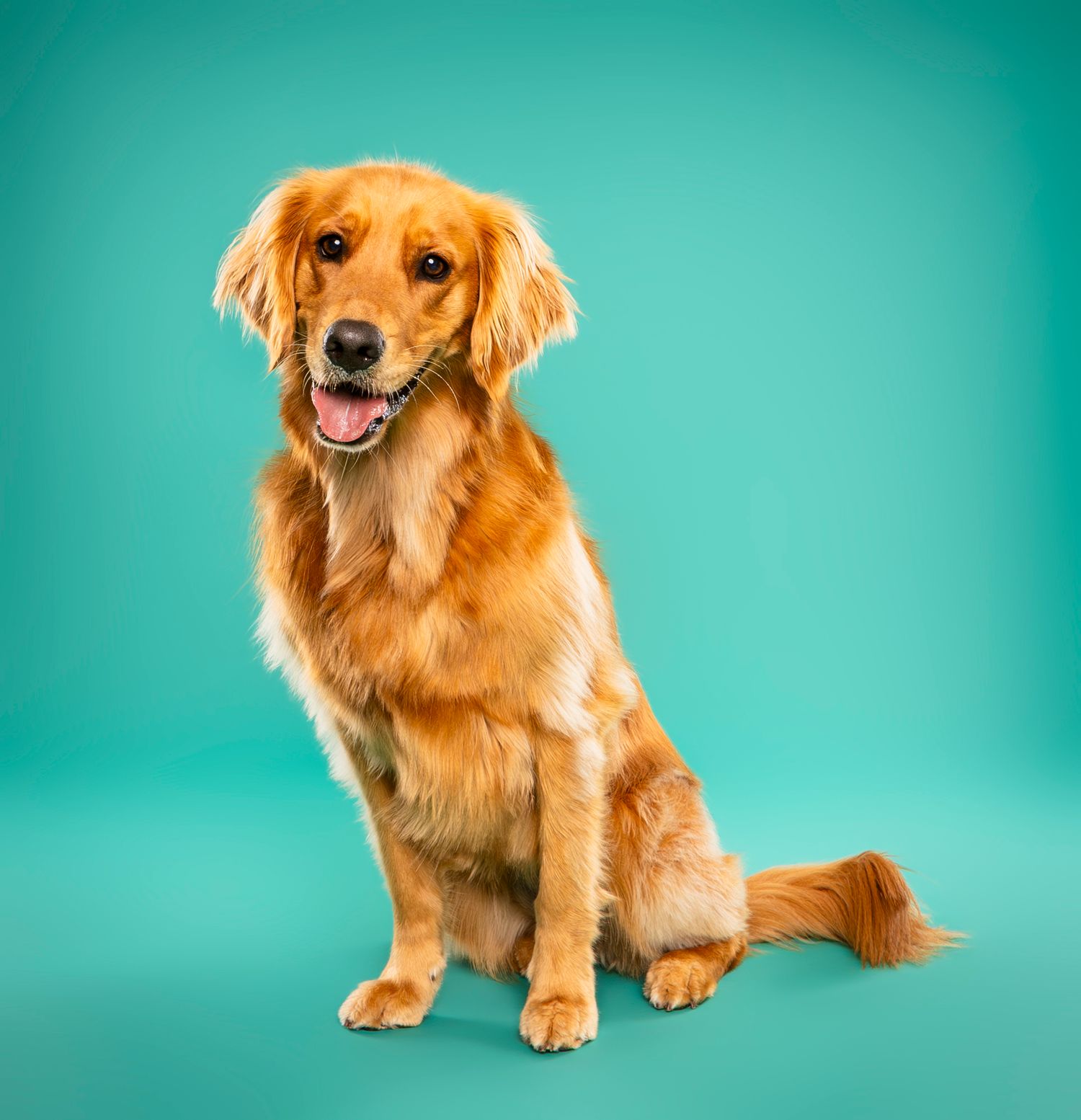 Golden Retriever sitting upright and smiling on teal studio backdrop — professional dog portrait in London, Ontario | Paws Photos
