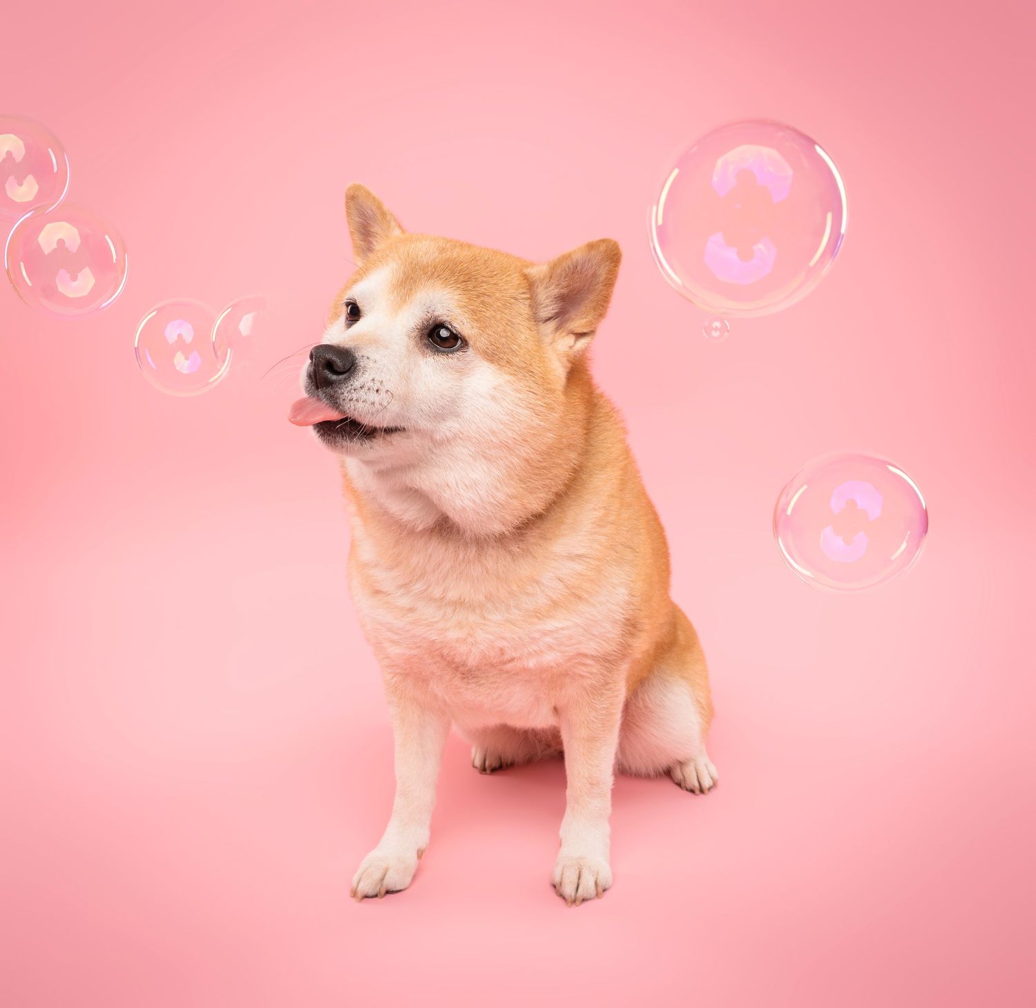 A Shiba Inu sitting among floating soap bubbles on a pink studio background - studio dog photography in London, Ontario | Paws Photos