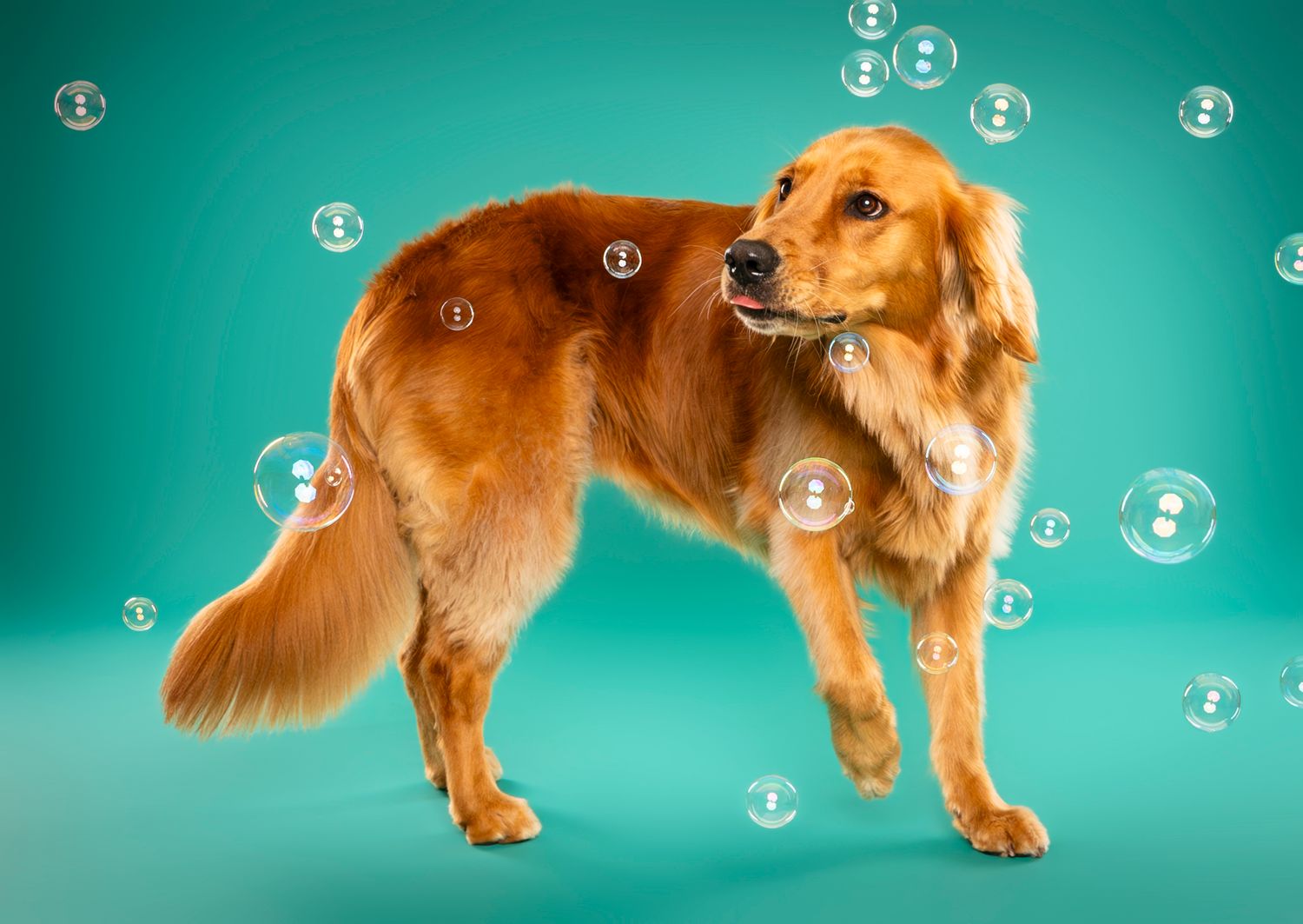 Golden Retriever standing among floating soap bubbles on teal studio backdrop — studio dog photography in London, Ontario | Paws Photos