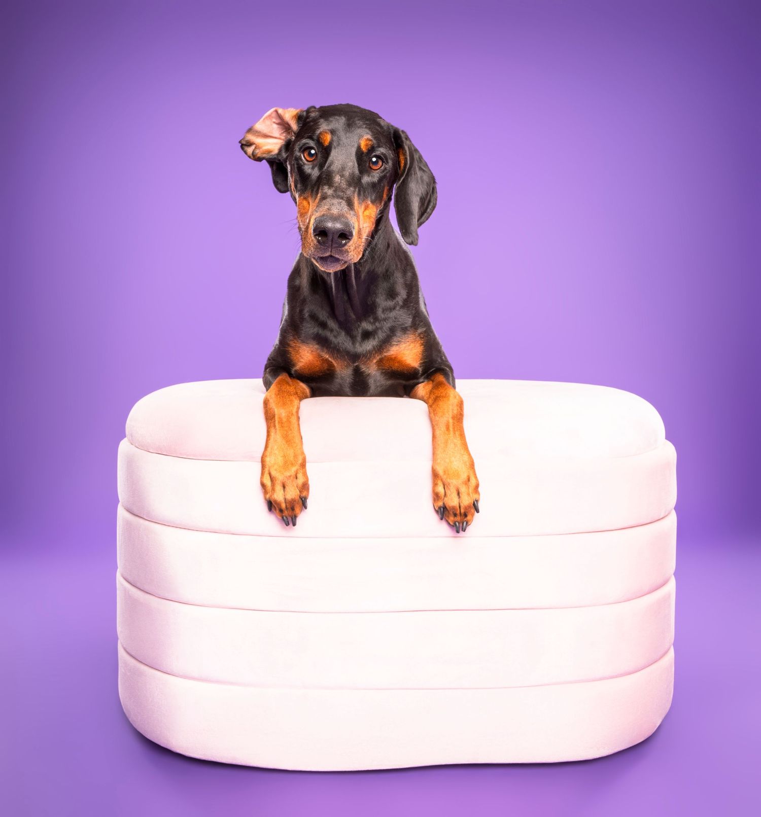 A Doberman with a bow rests paws on a ottoman on a purple background - professional dog photography in London, Ontario | Paws Photos