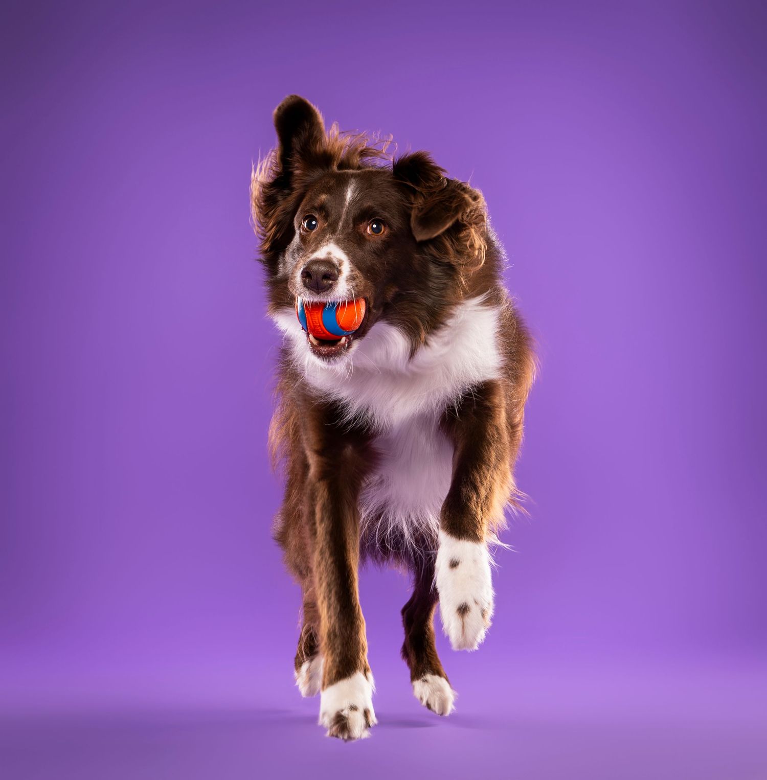 Border collie running with ball on purple backdrop — action dog portrait studio London Ontario | Paws Photos