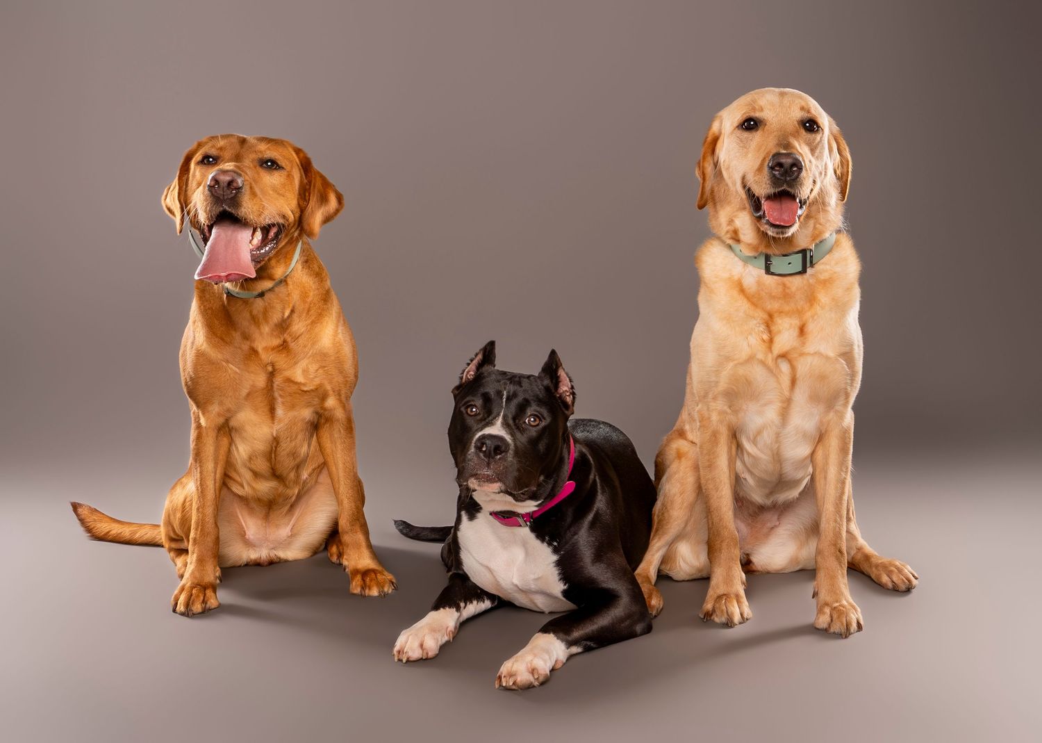Three dogs, two Labradors and a Pitbull, sitting together on a gray studio background - dog photography in London, Ontario | Paws Photos