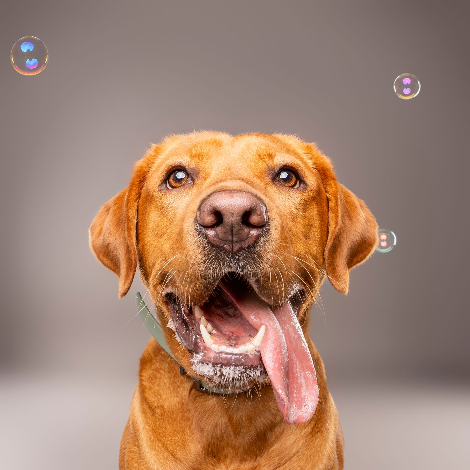 Fox Red Labrador with tongue out surrounded by bubbles in studio portrait - professional dog photography in London, Ontario | Paws Photos