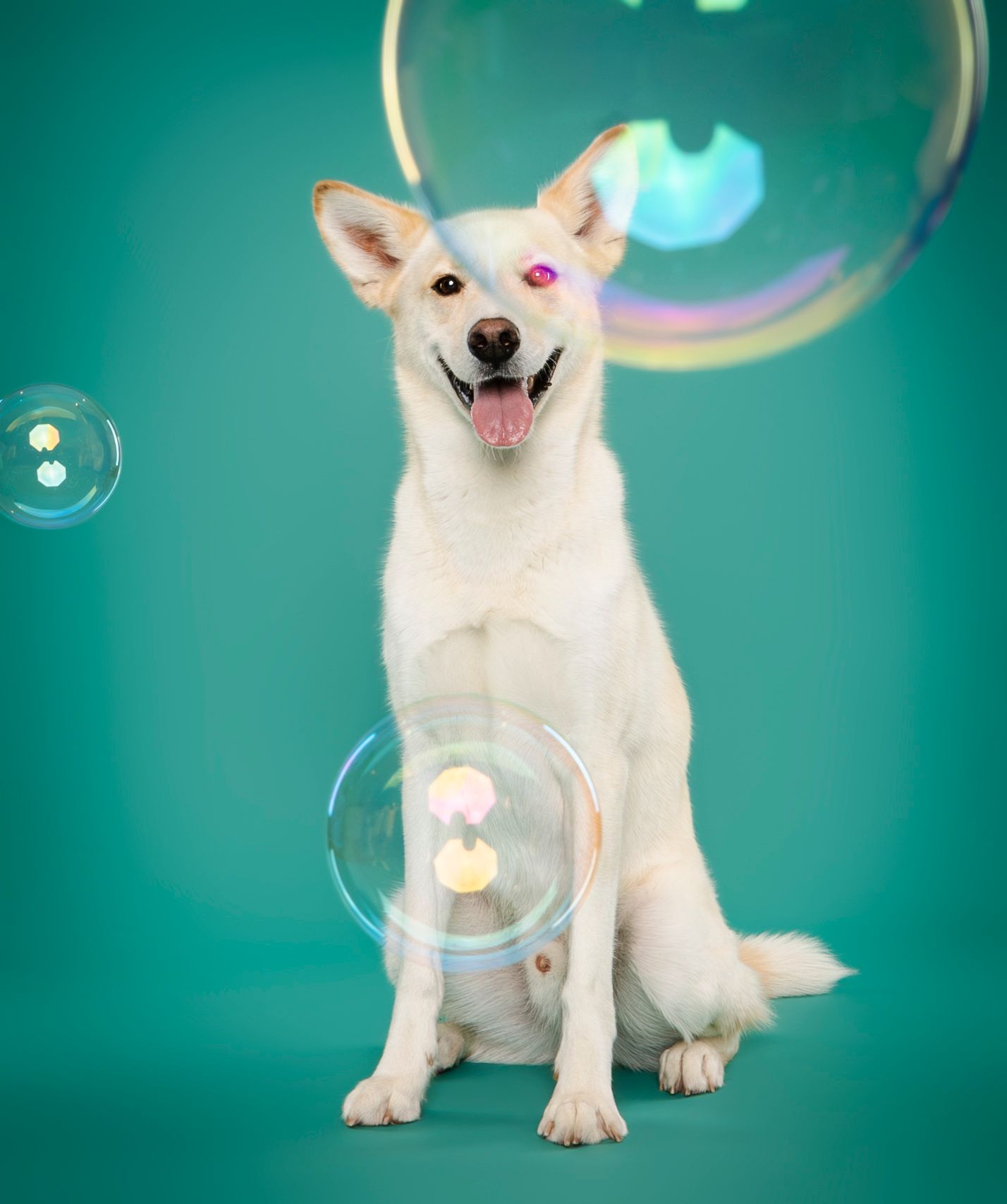 A white dog sits happily surrounded by floating iridescent bubbles on a teal background.