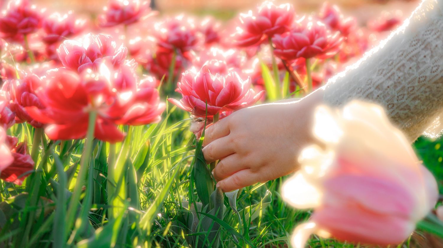 A hand gently touching pink tulips in a sunny flower field.