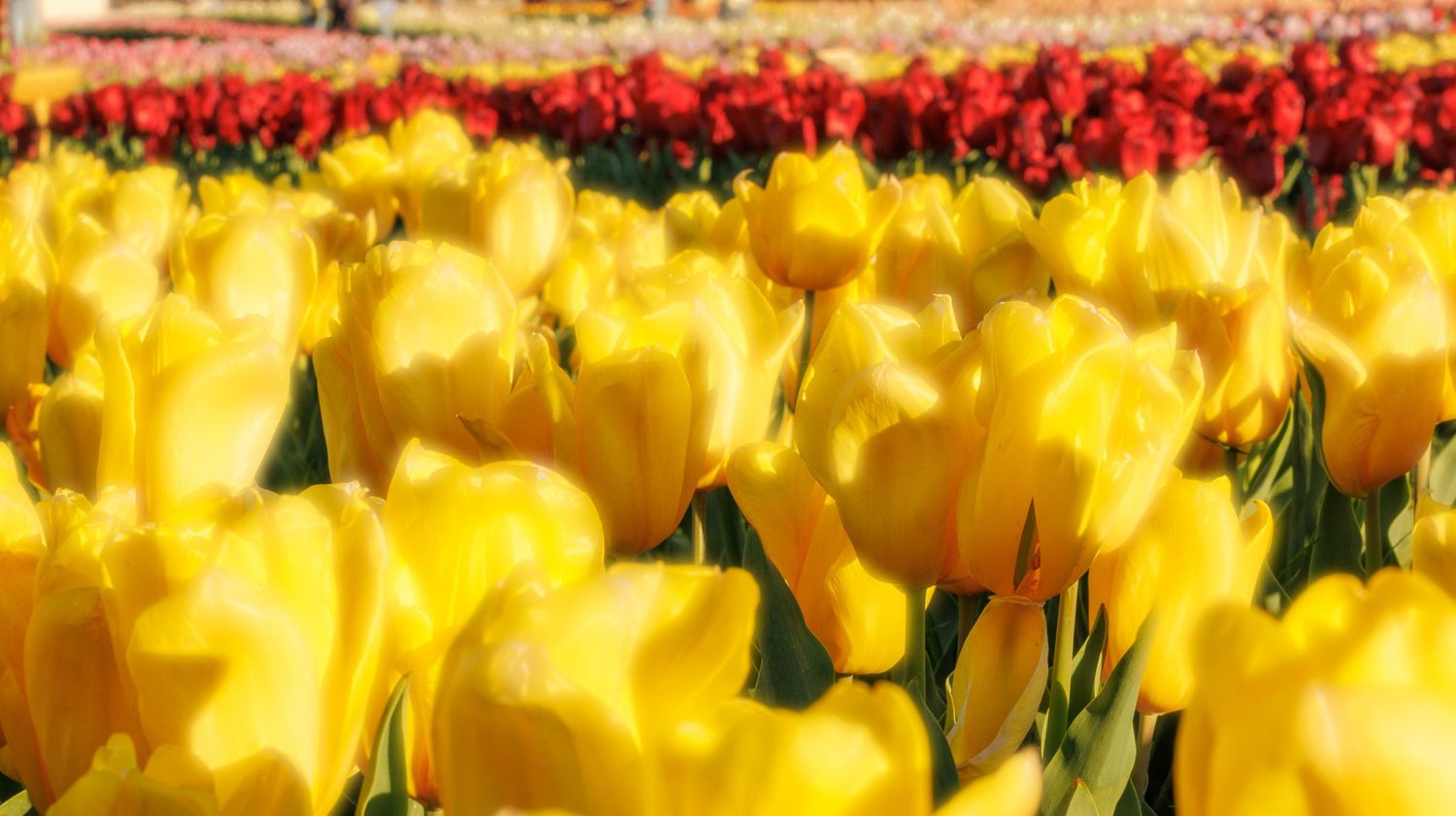 Vibrant yellow tulips in full bloom fill the foreground of a colorful tulip field with red flowers in the background.
