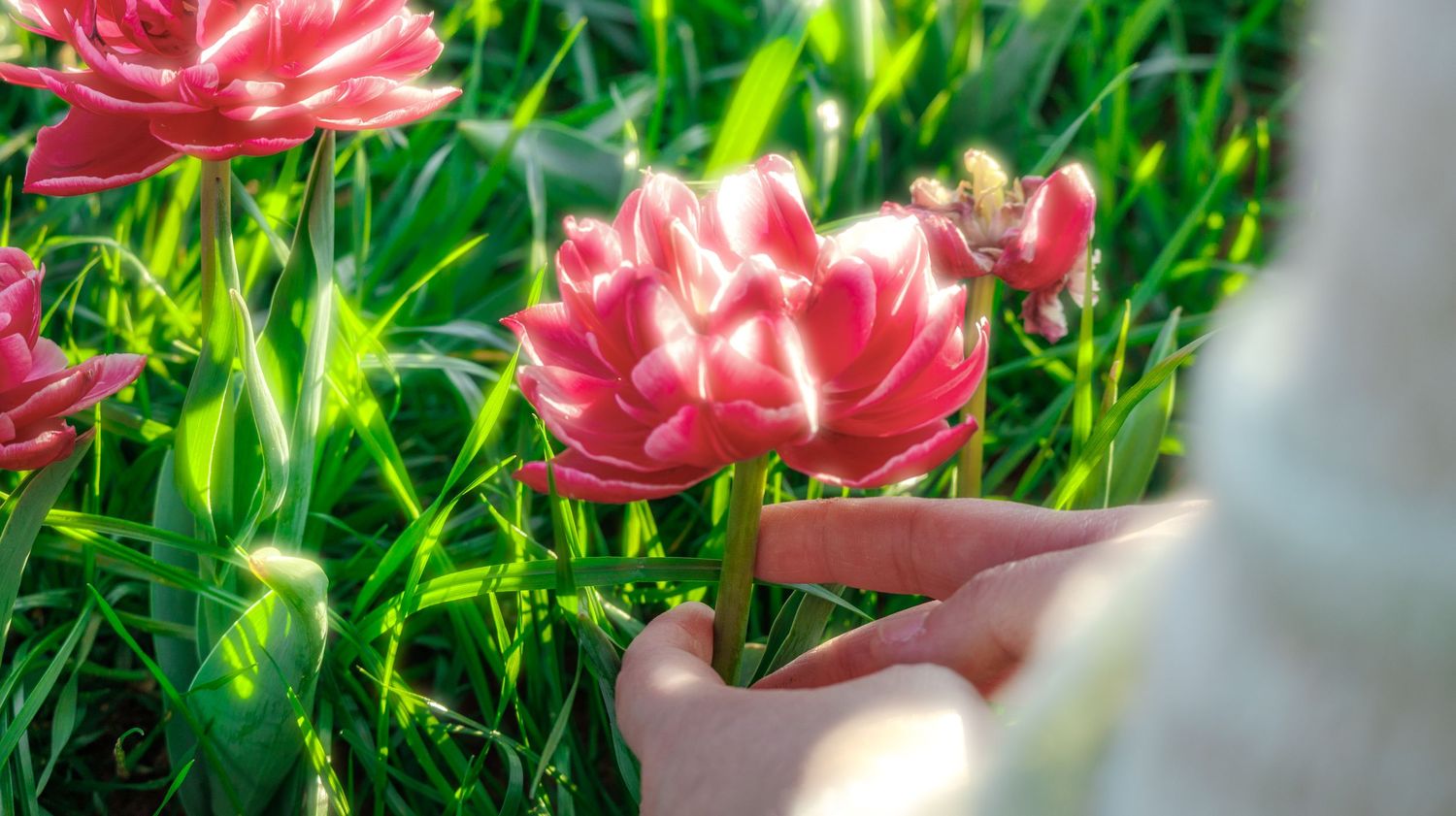 A person gently holds a vibrant pink tulip in a sunny garden filled with lush green grass and blooming flowers.