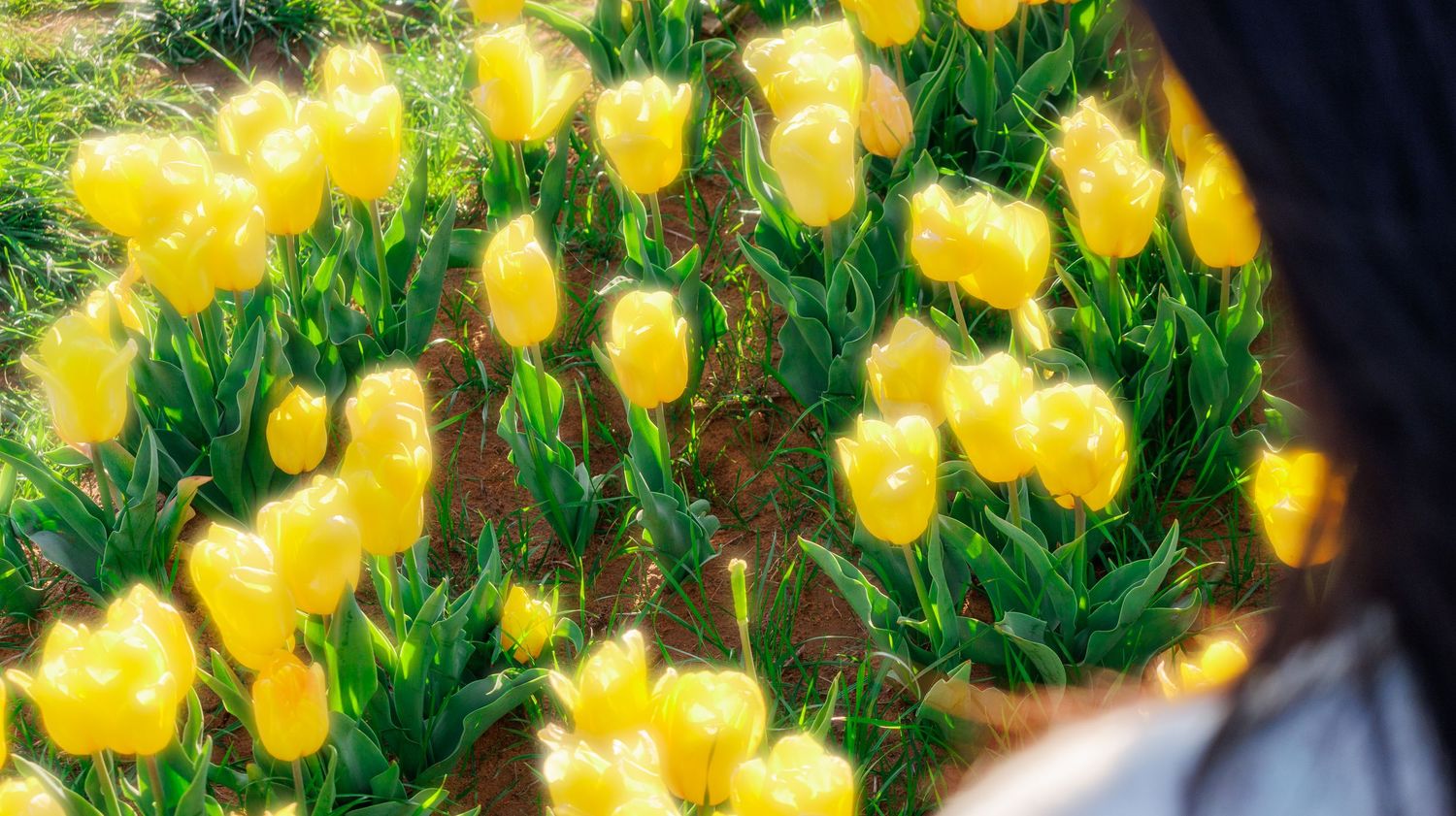A person views a vibrant field of bright yellow tulips blooming in lush green foliage on a sunny day.