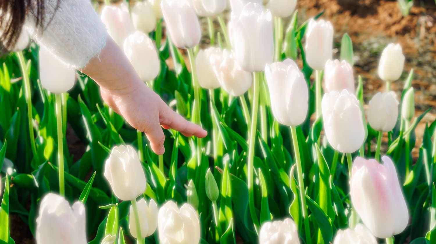 A hand gently touching white tulips in a sunny garden field.