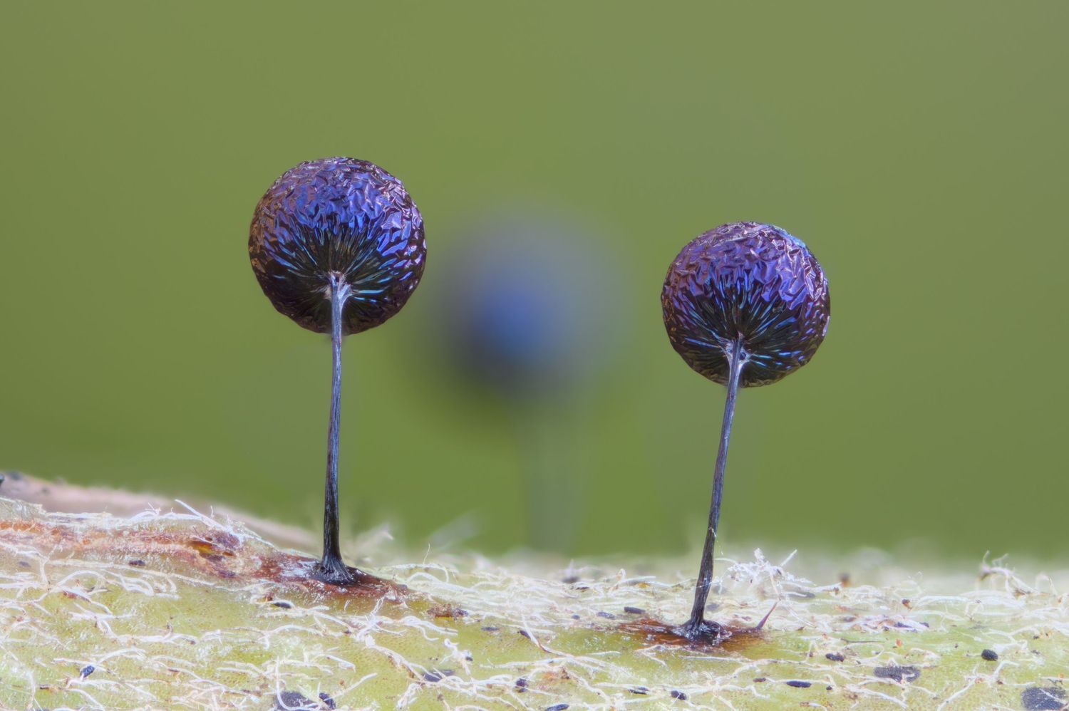 Lamproderma scintillans looking like party balloons