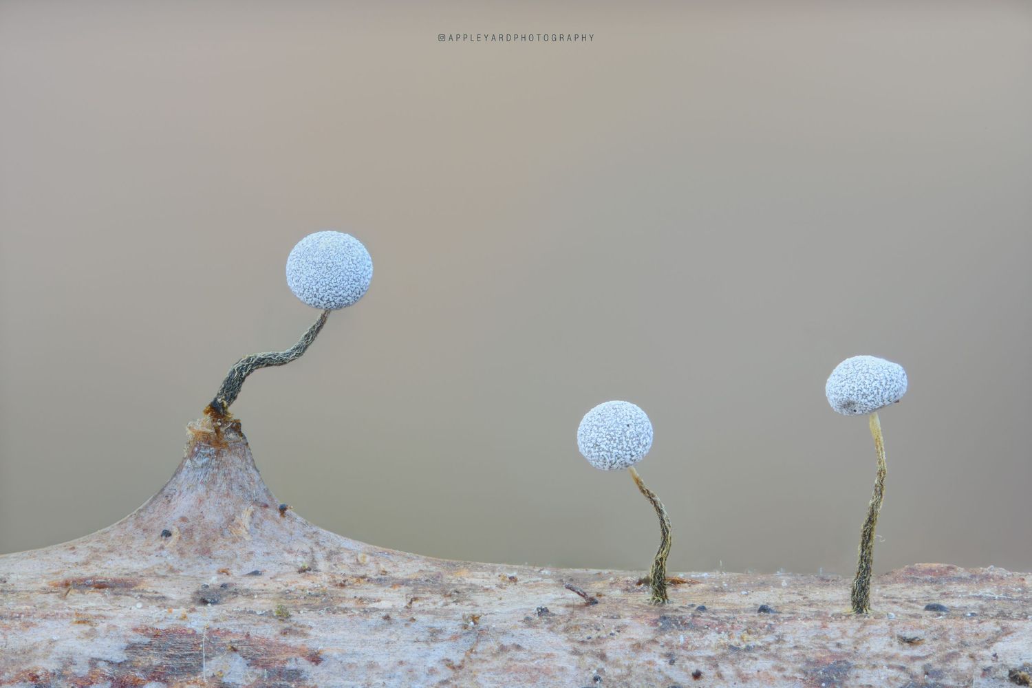 Physarum album looking like they're having a meeting on a branch