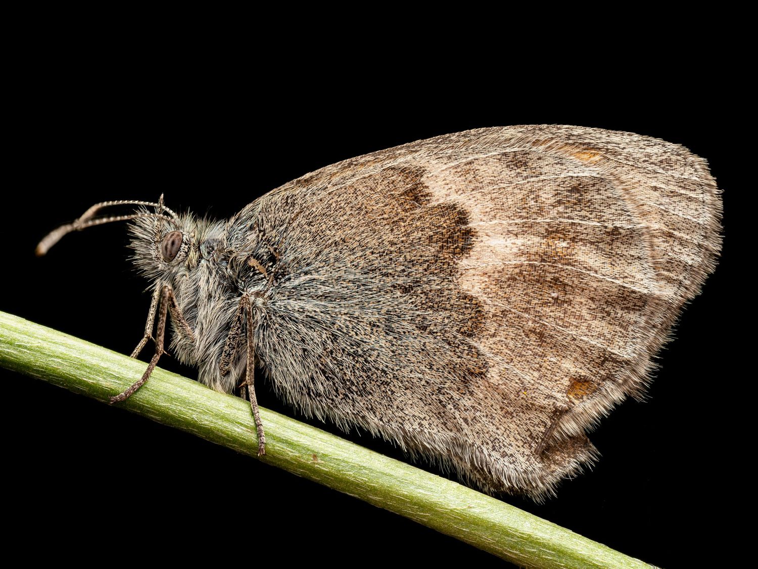 Small Heath butterfly at night