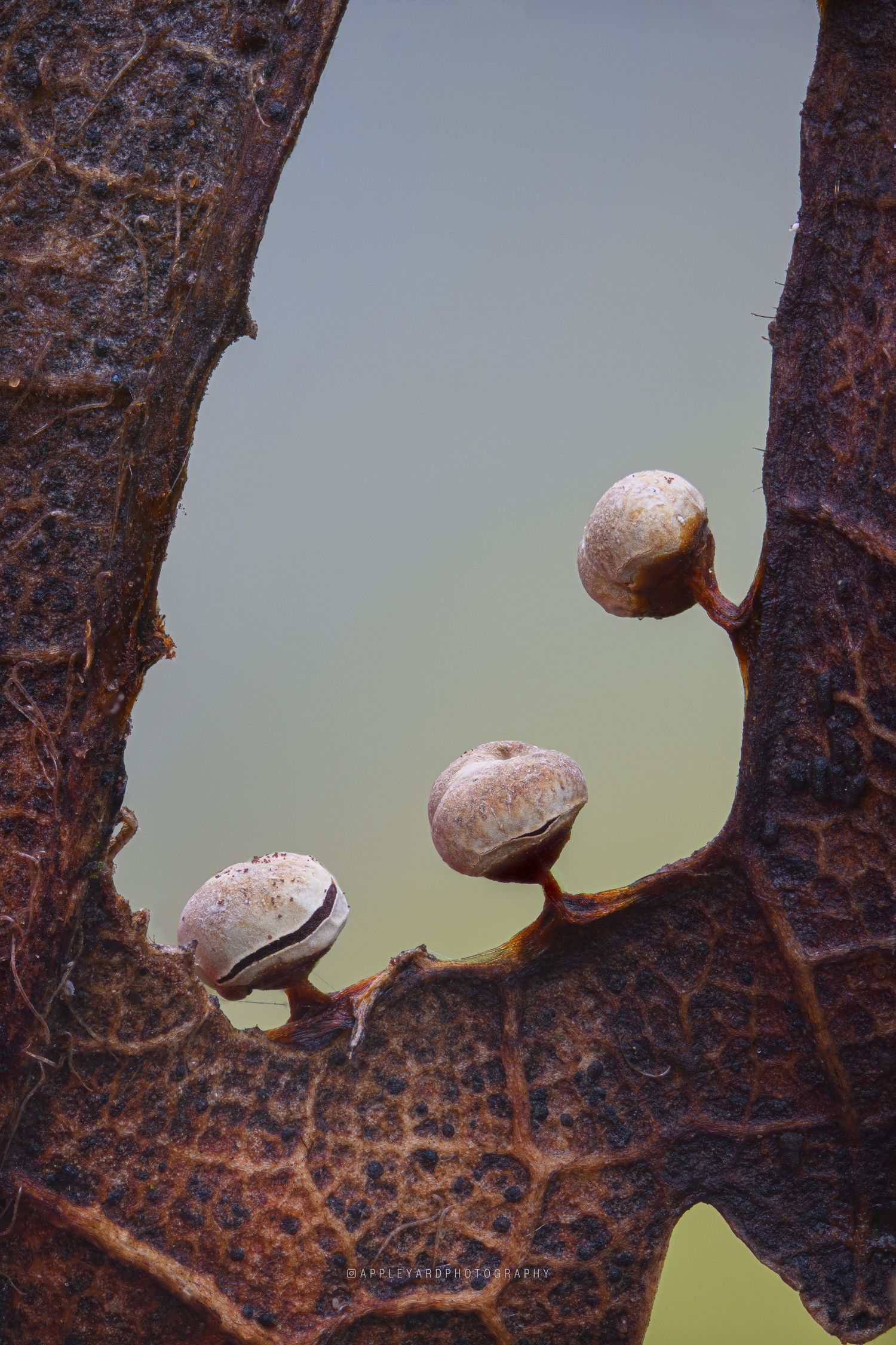 An unknown slime mold growing in the hole of an oak leaf