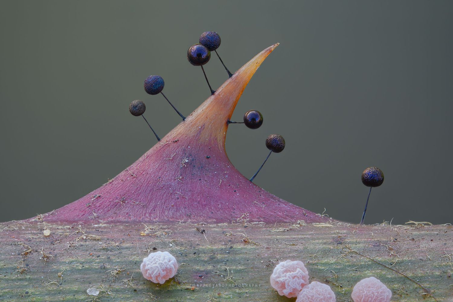 Lamproderma scintillans and Didymium squamulosum maturing together on a blackberry thorn.