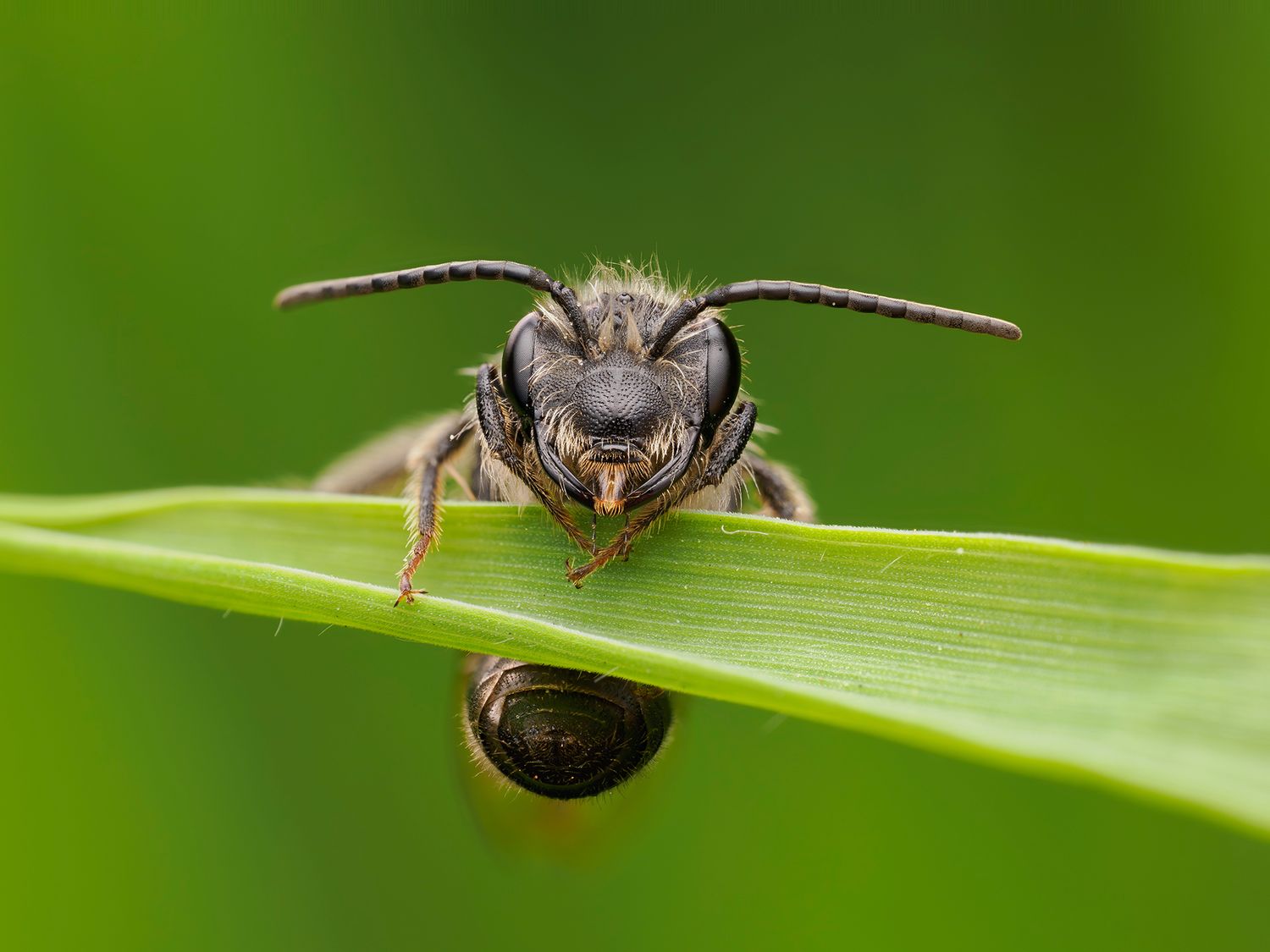A sleeping bee