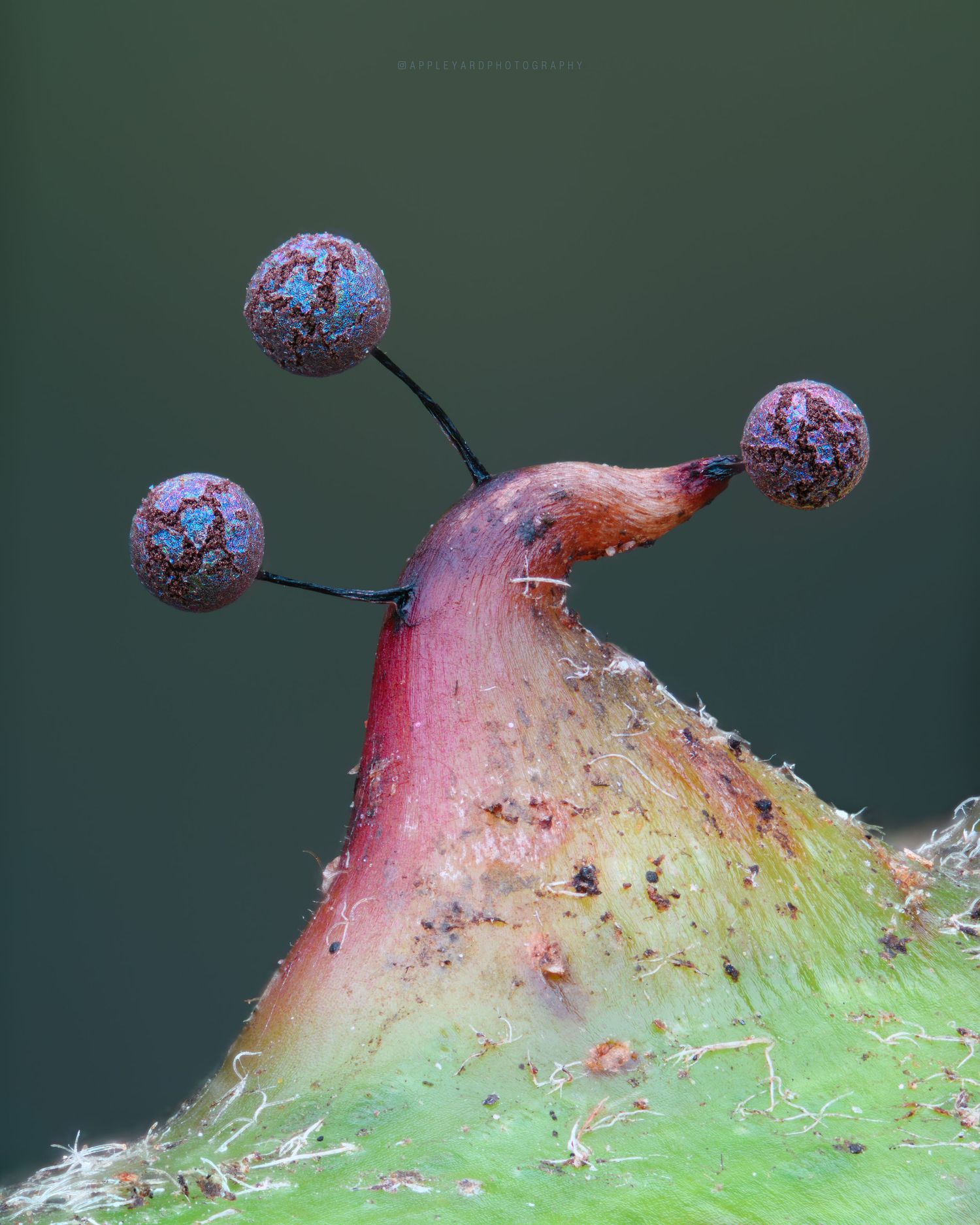 Lamproderma scintillans mature and ready to spread their spores, atop a gnarled and warped thorn