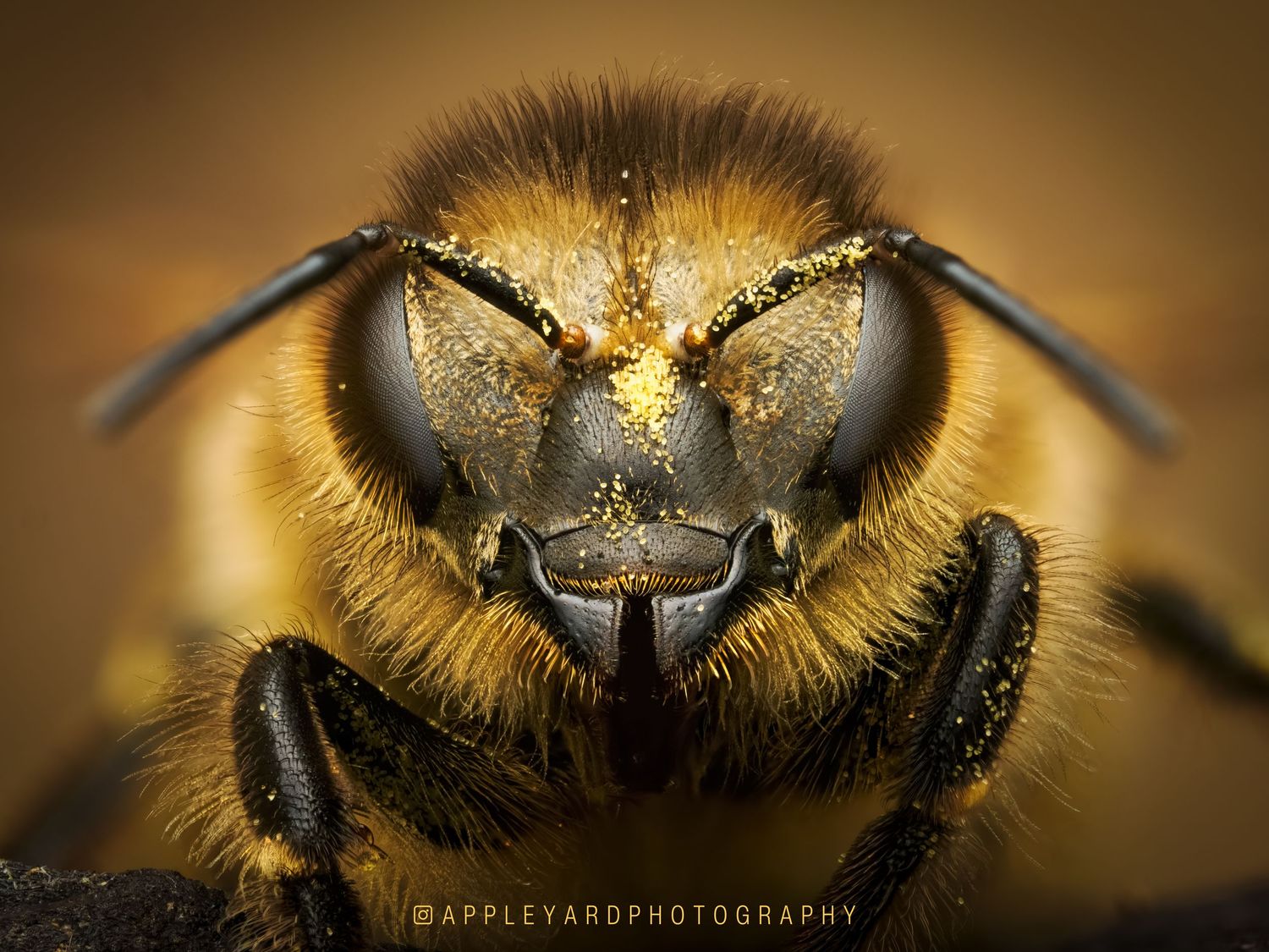 A bee covered in pollen