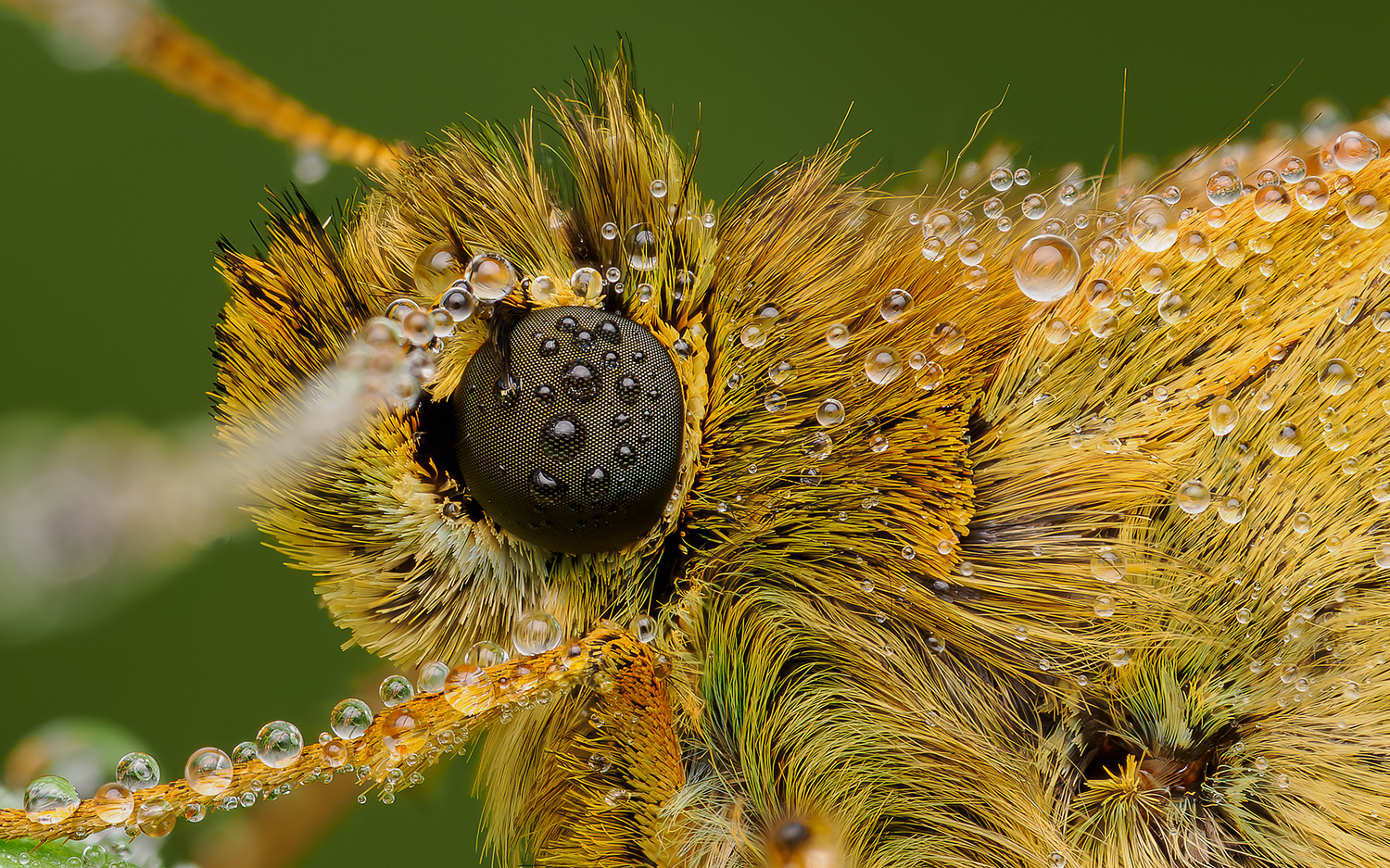 A Large Skipper butterfly covered in dew in the morning sun