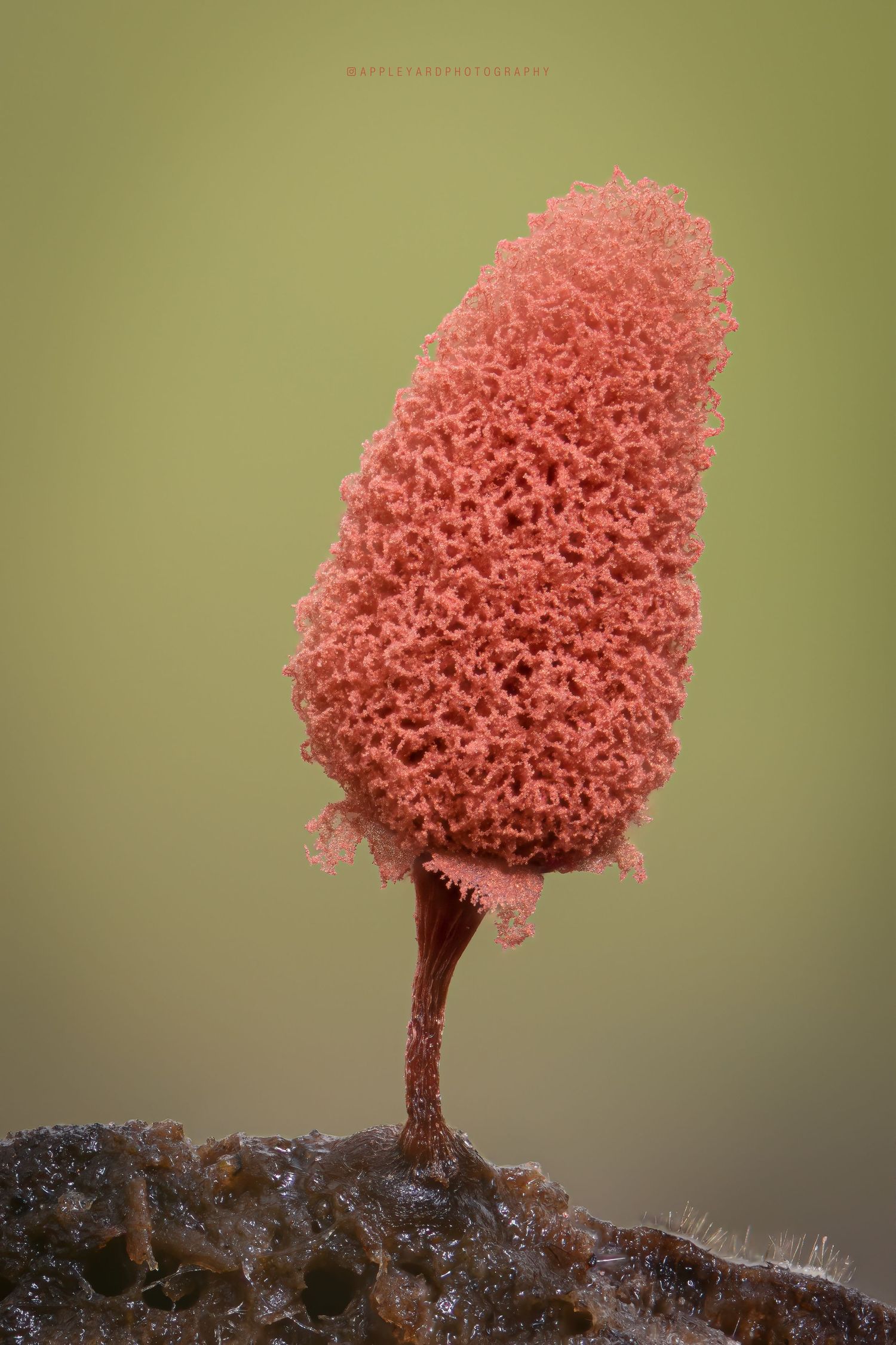 Carnival candy slime mold
