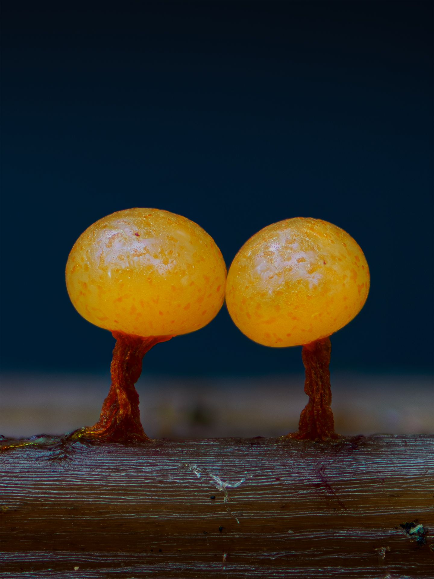 Slime molds that look like just detonated nukes
