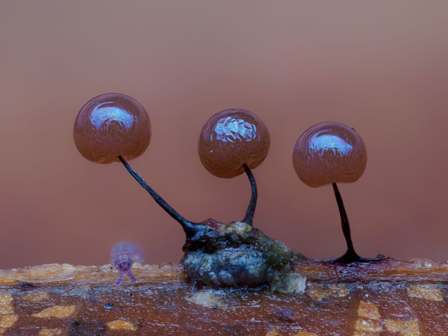 Comatricha nigra maturing with a springtail