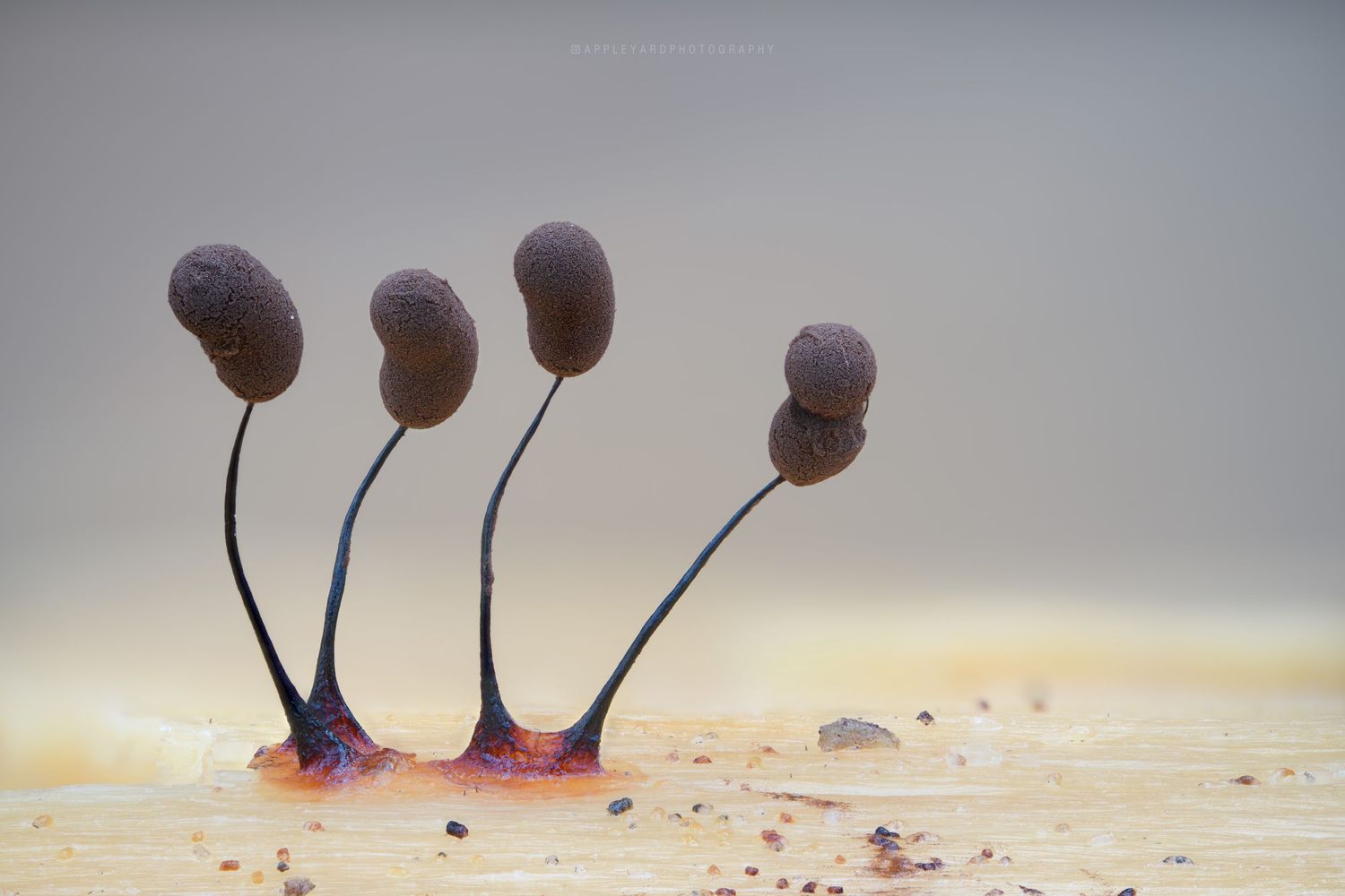 Comatricha alta slime mold in an alien desert