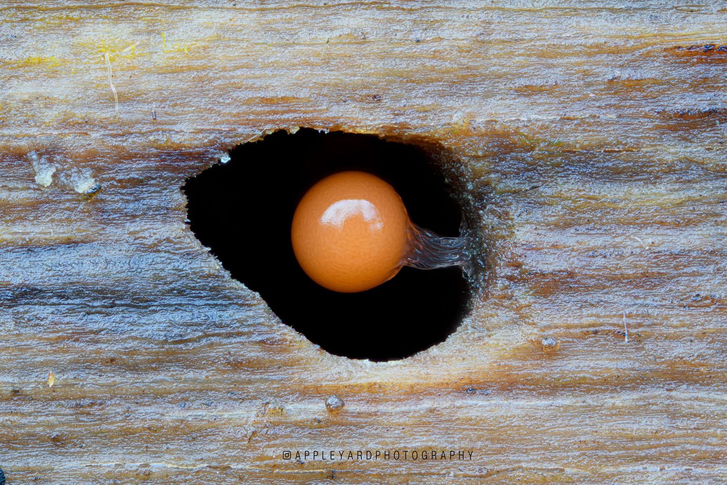 Hemitrichia decipiens growing in a bug hole in a fallen log