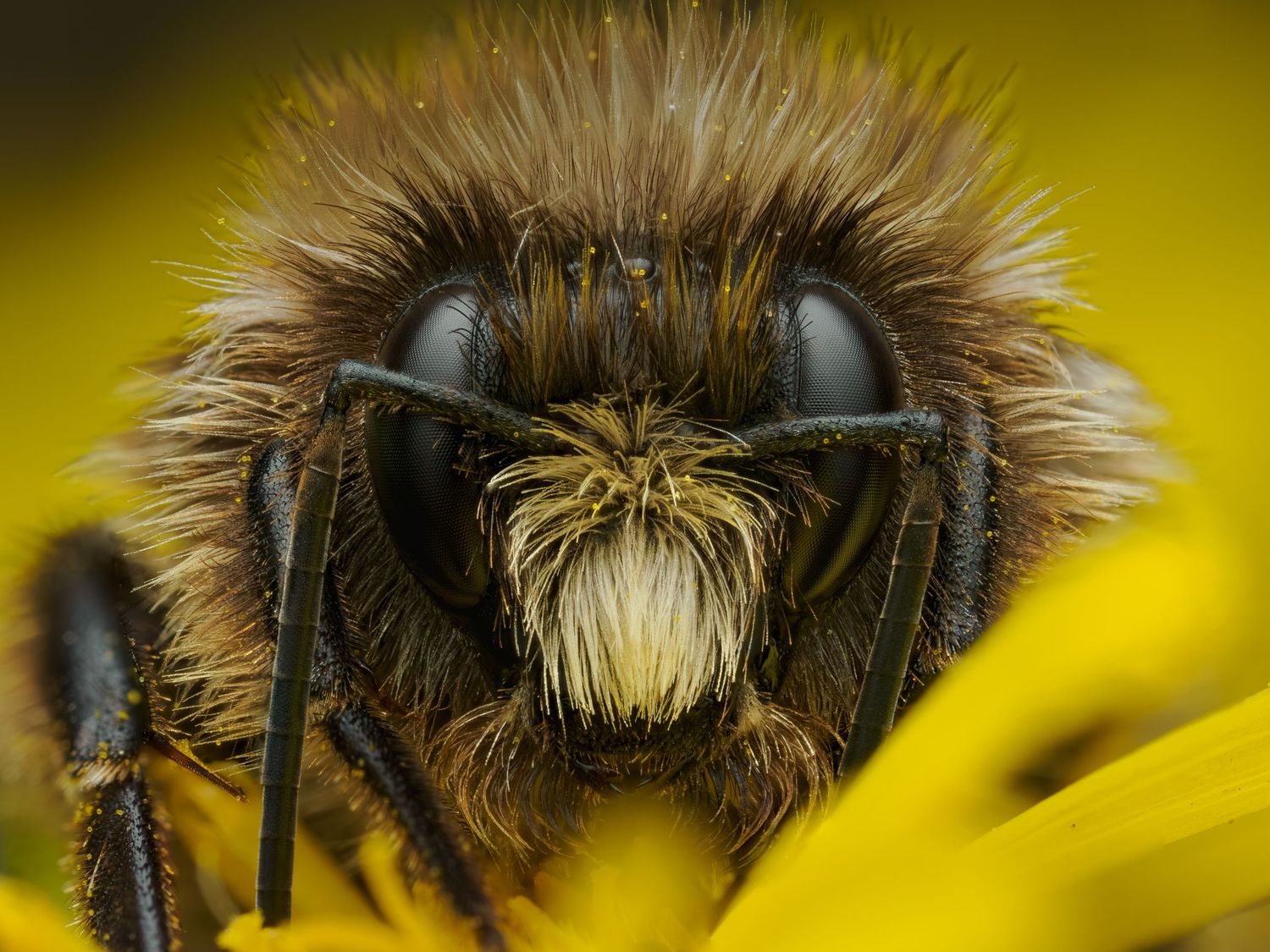 A bumble bee asleep atop a flower