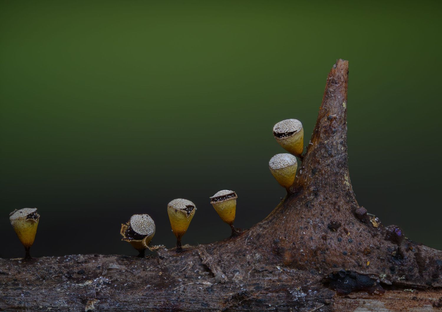 Craterium minutum growing along a thorn