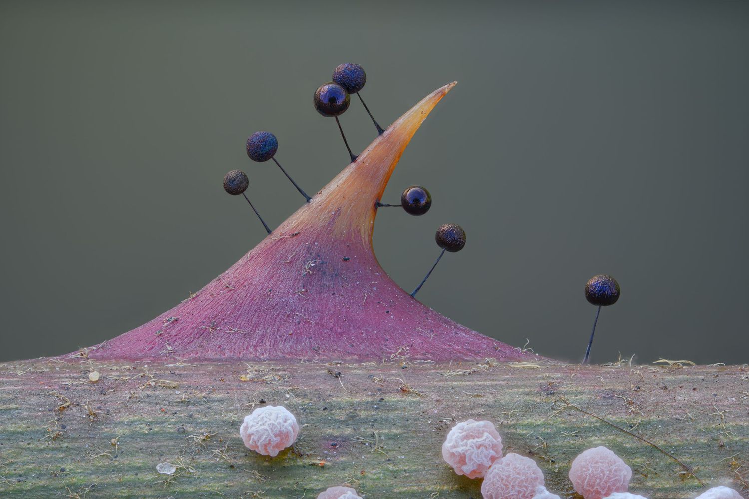 Award-winning photo of lamproderma scintillans and didymium squamulosum slime molds growing on a blackberry thorn at extreme macro